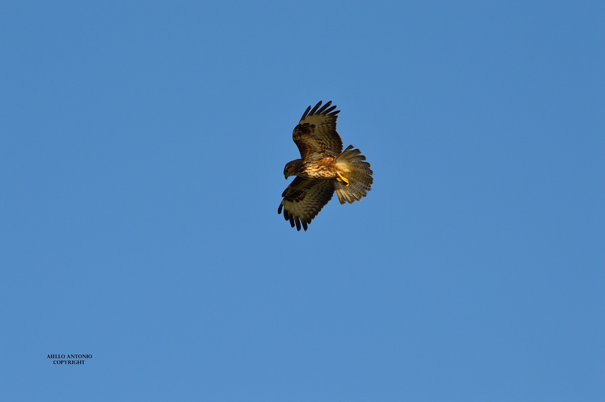 buteo buteo