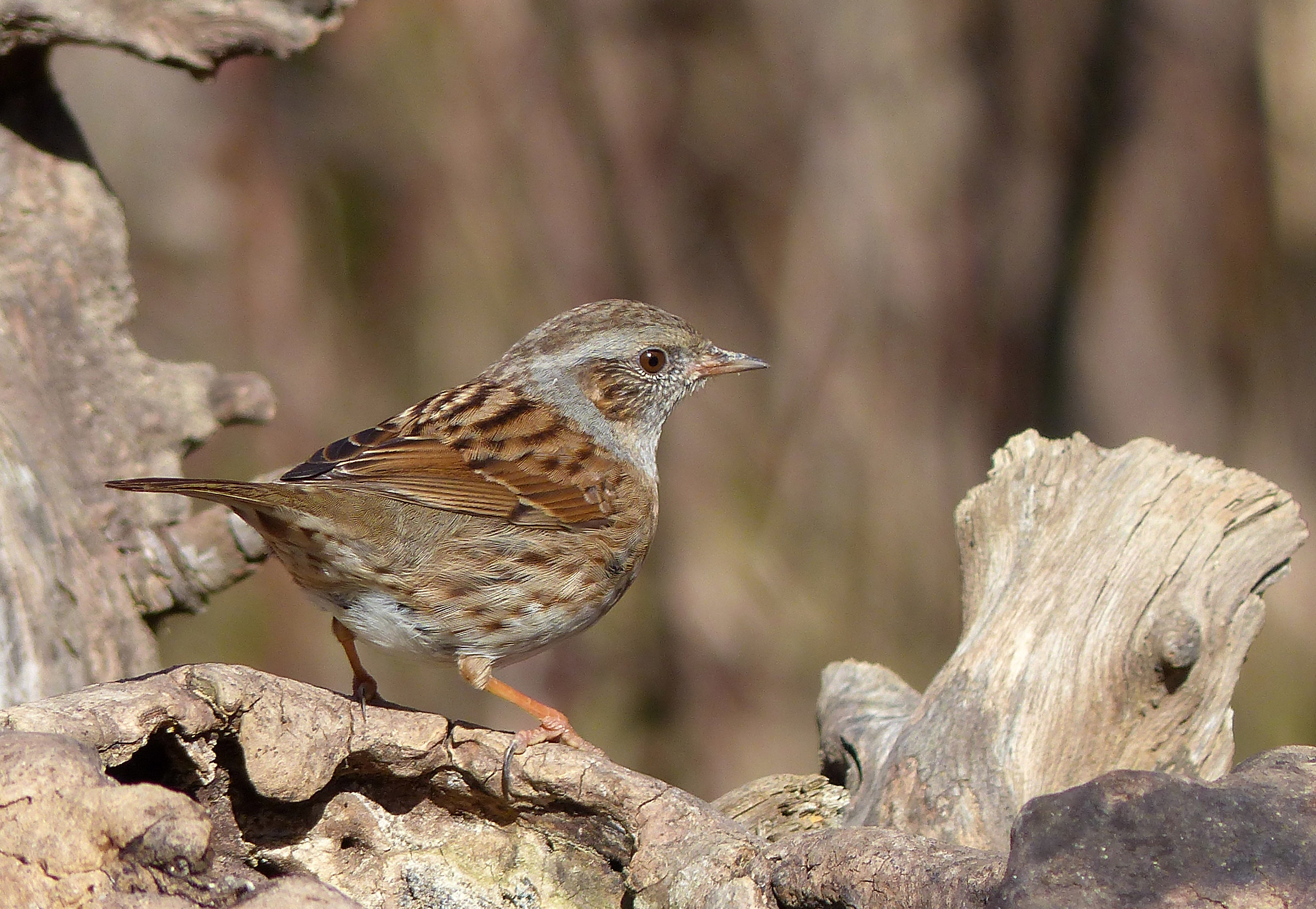 Dunnock
