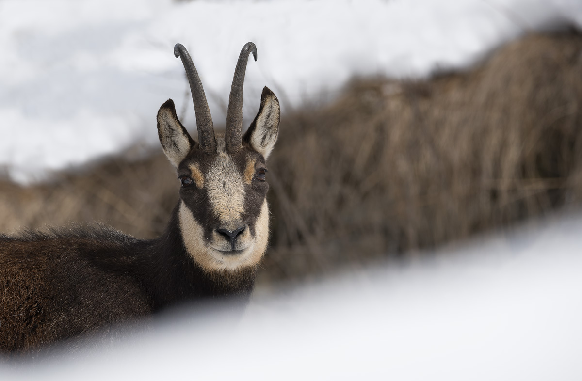 chamois