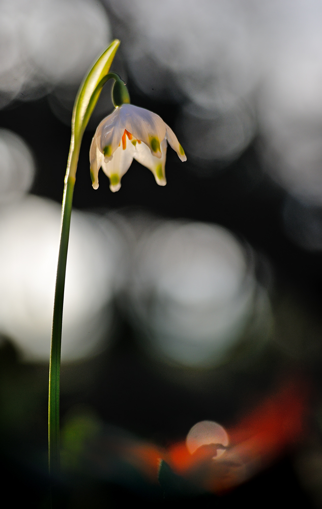 Campanellino di primavera