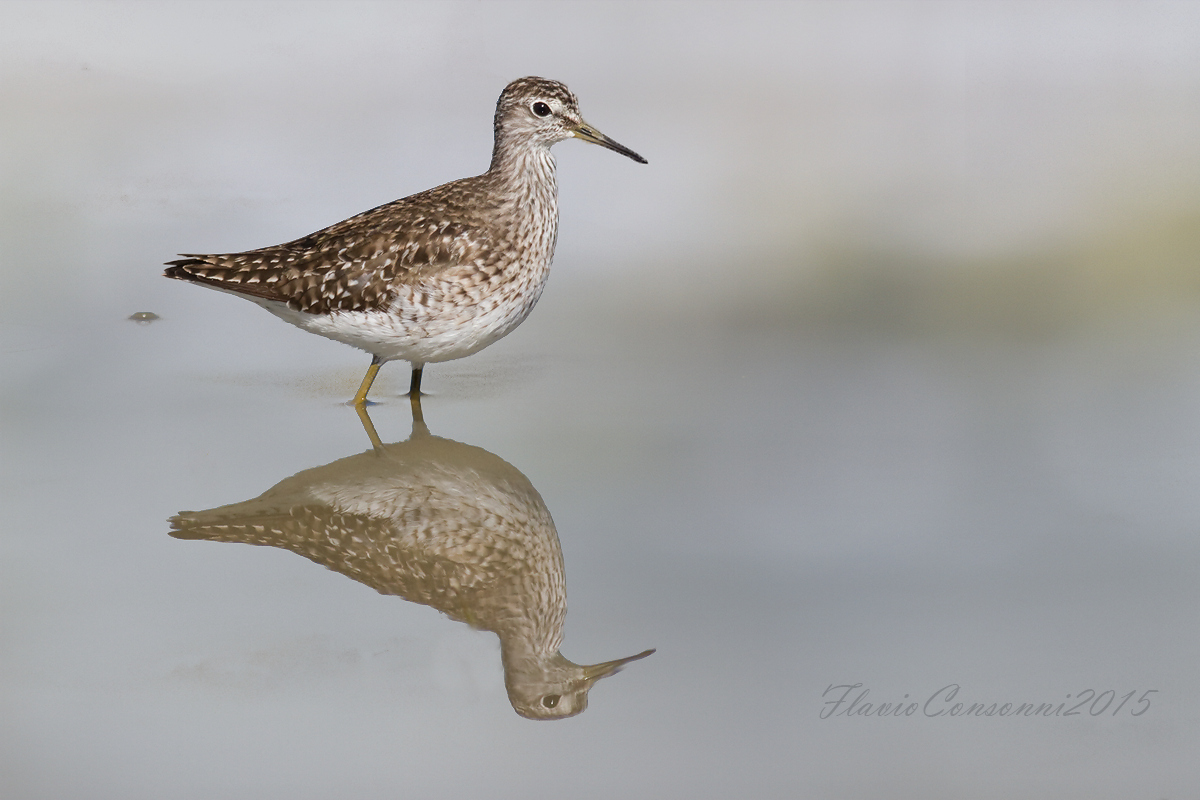 Il riflesso del piro piro (Piro piro boschereccio )