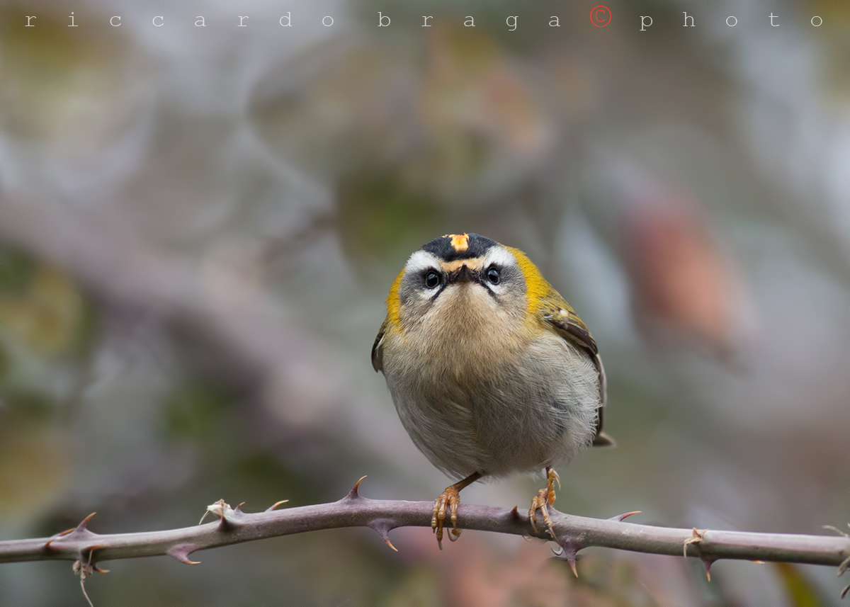 Firecrest