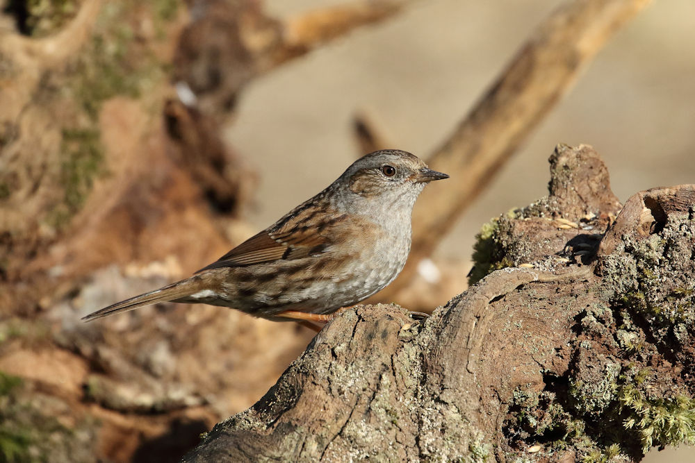 Dunnock