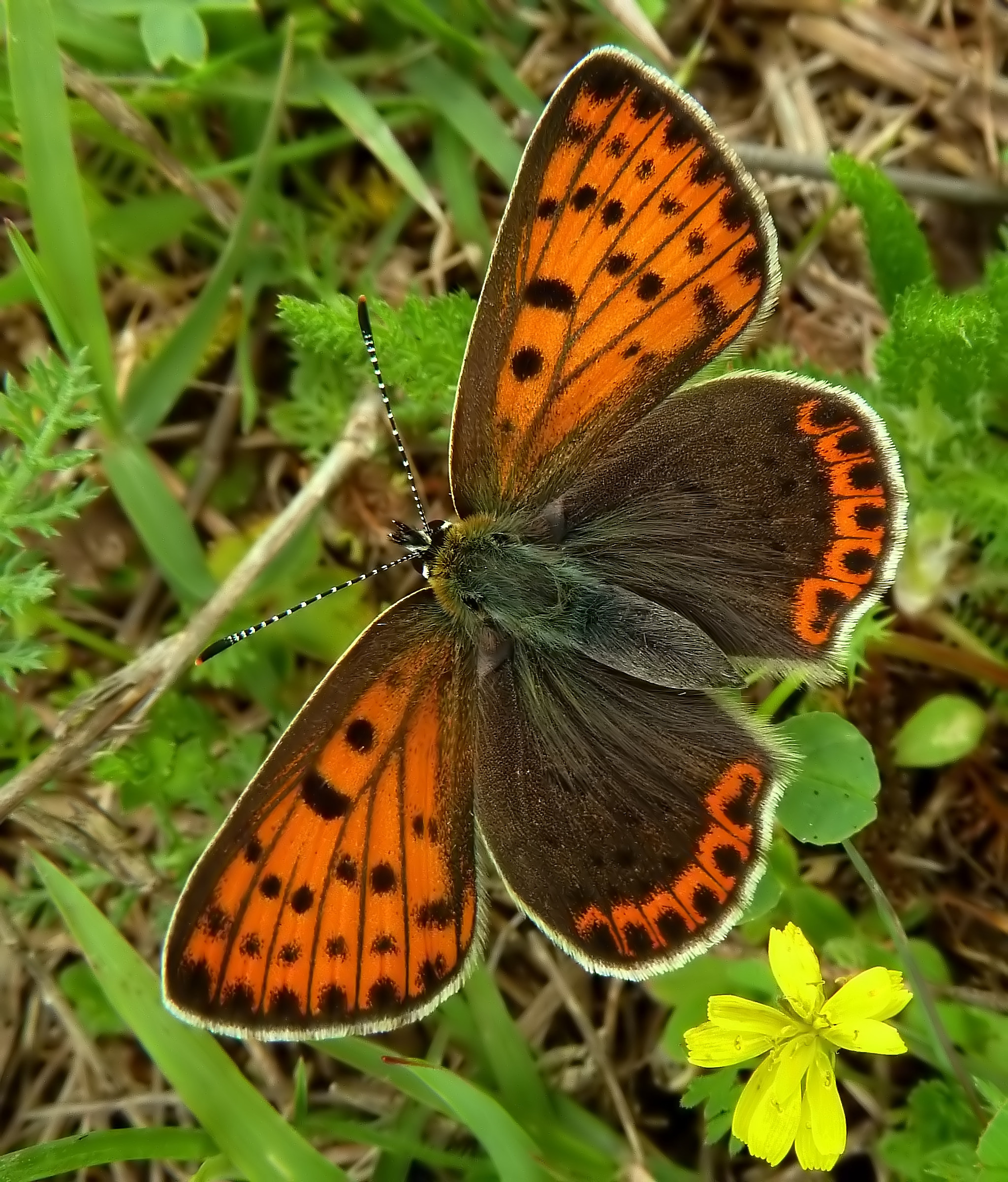 Lycaena tityrus