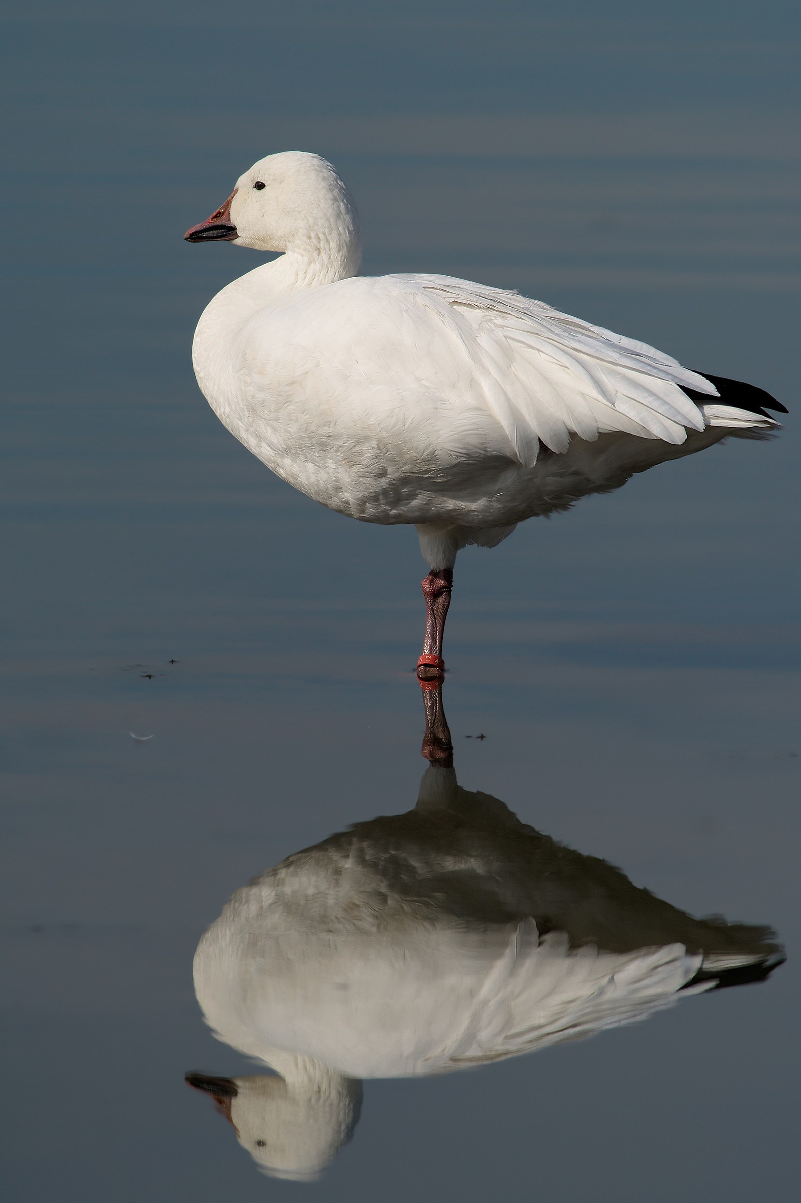 Snow Goose