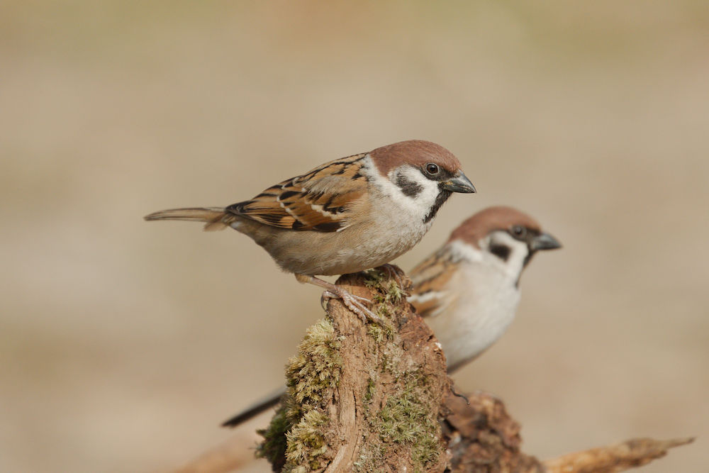 Tree sparrow