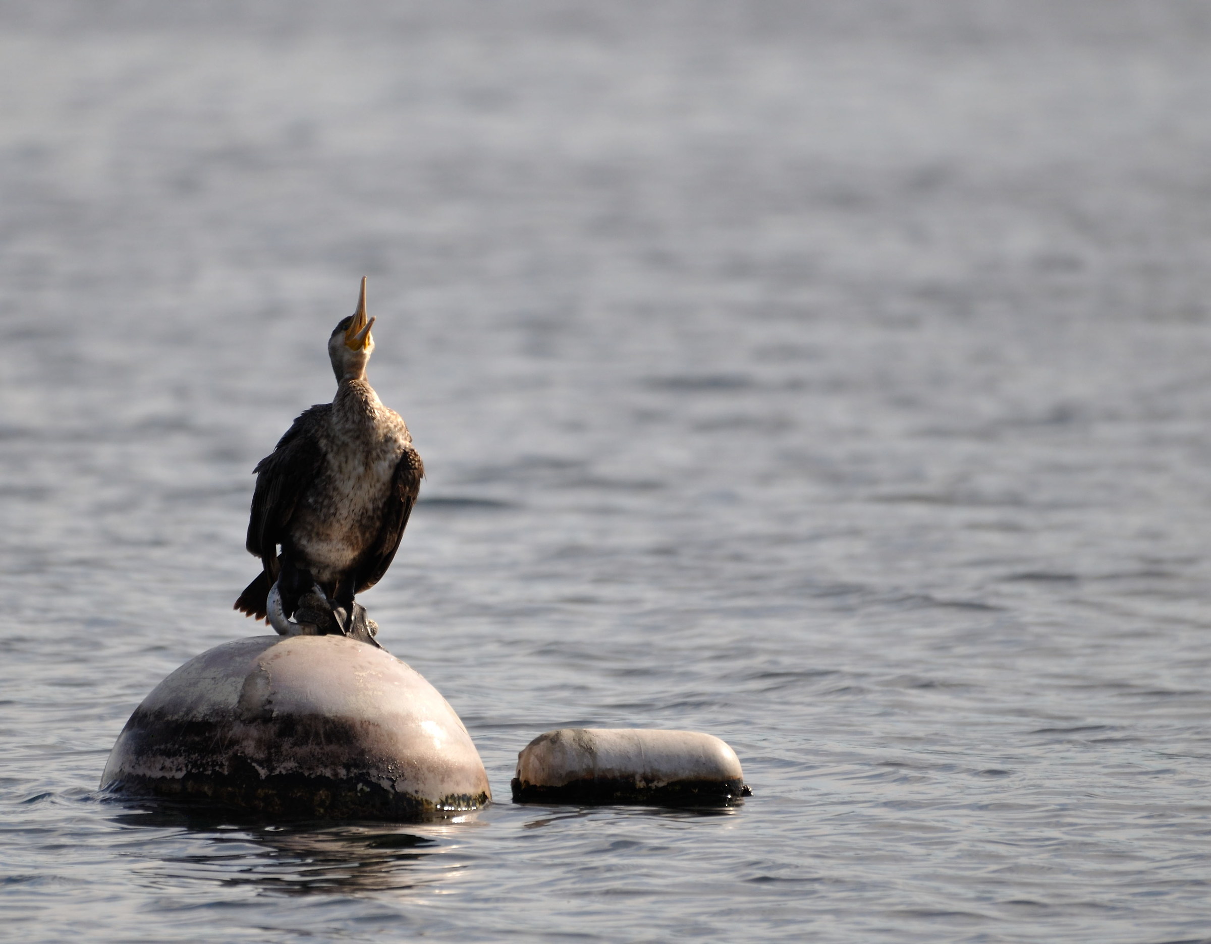 Cormorano sul Lago Maggiore