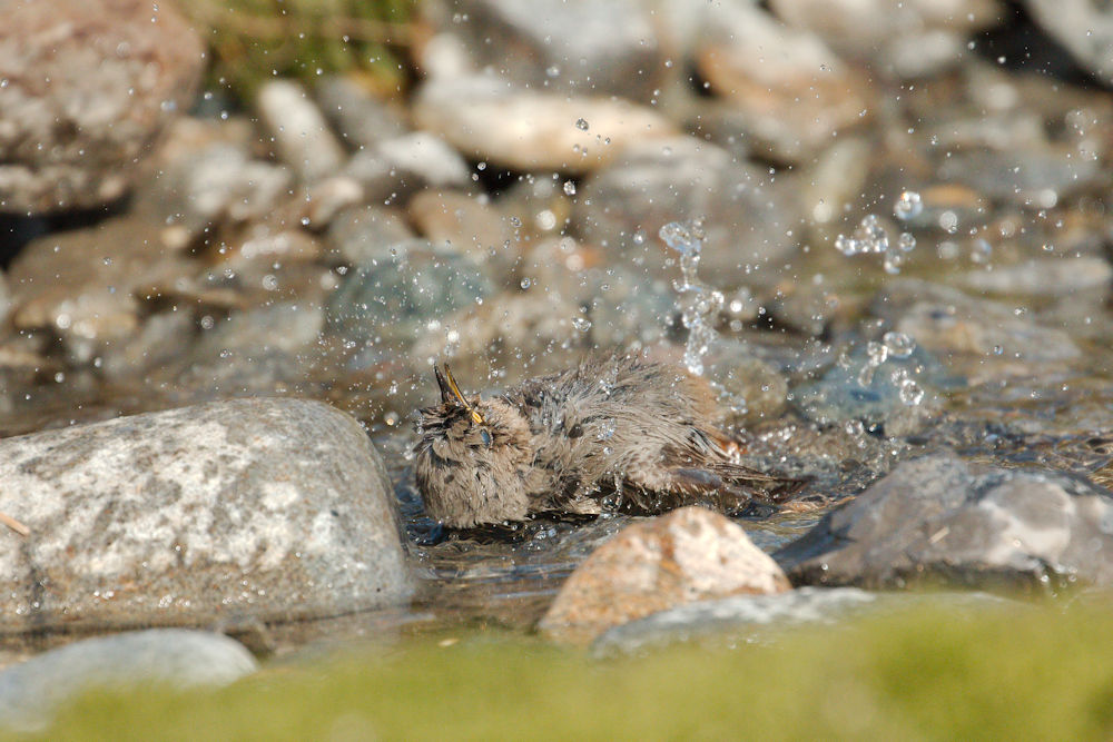 Black redstart -bathroom