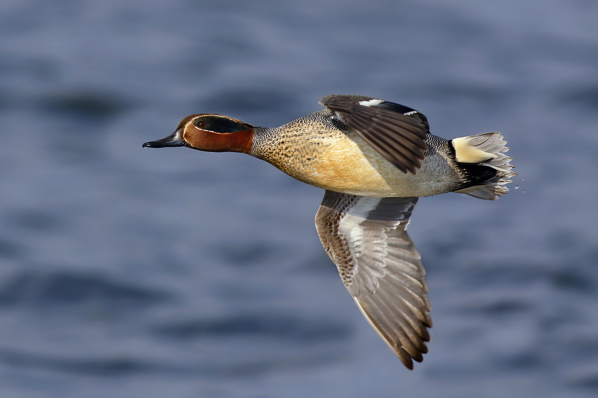 Teal in flight