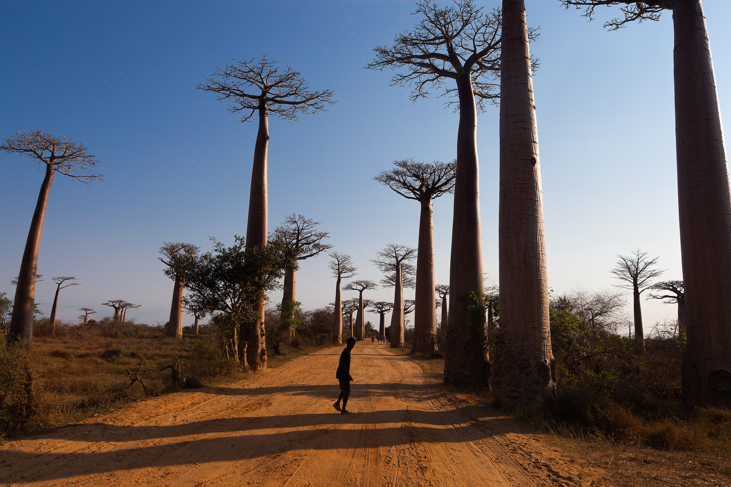 Là nel libro dei sogni!