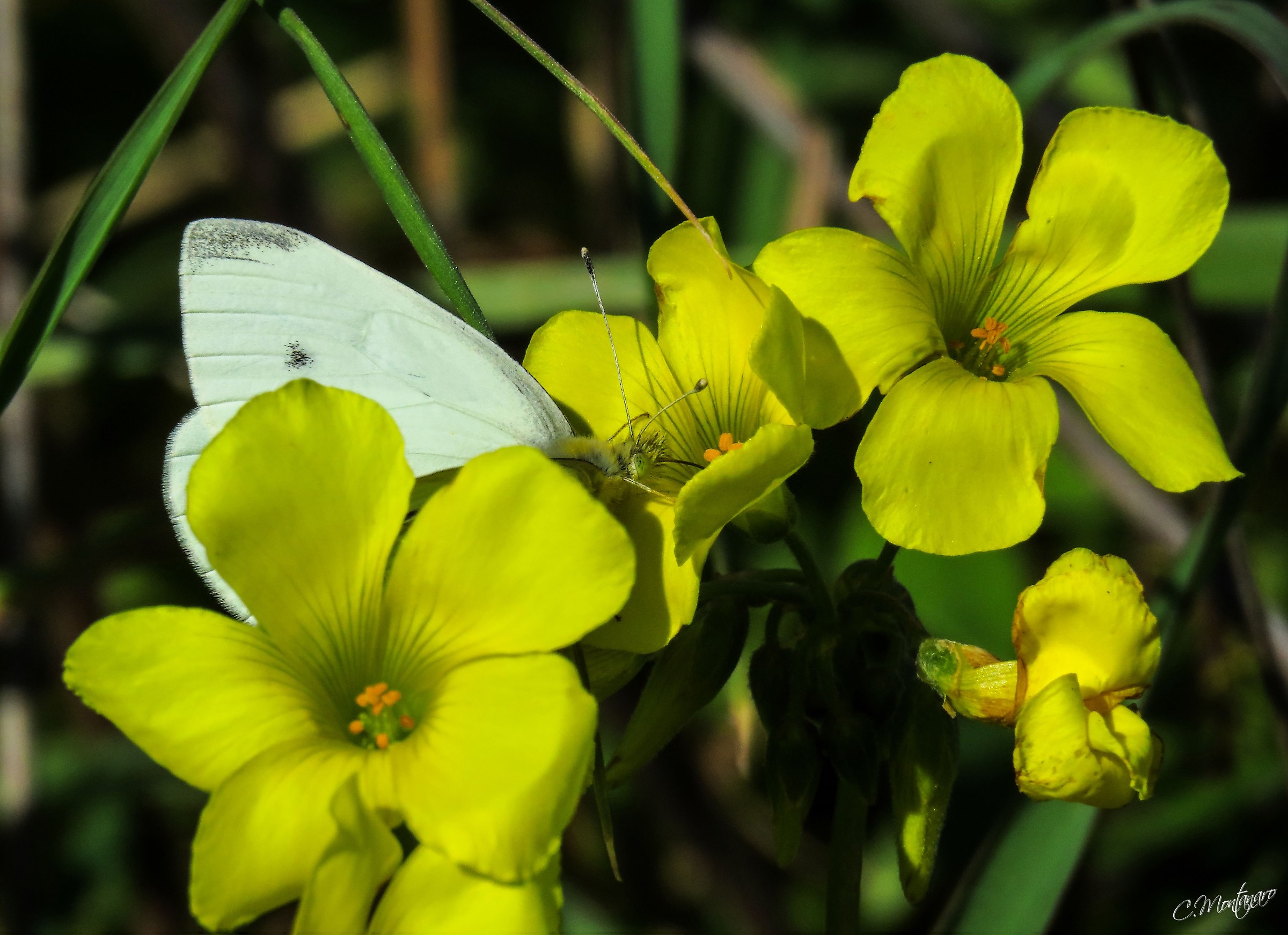 Cabbage between yellow flowers Shamrock