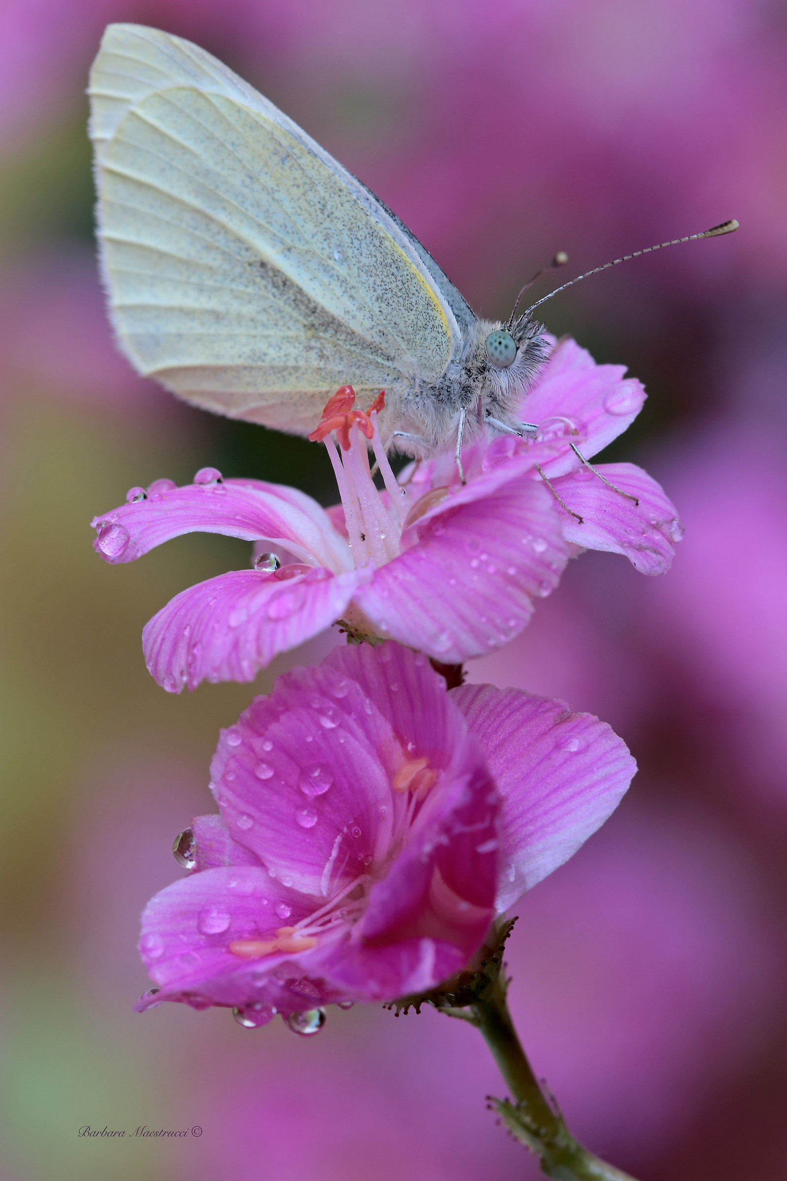 The first of the season ..