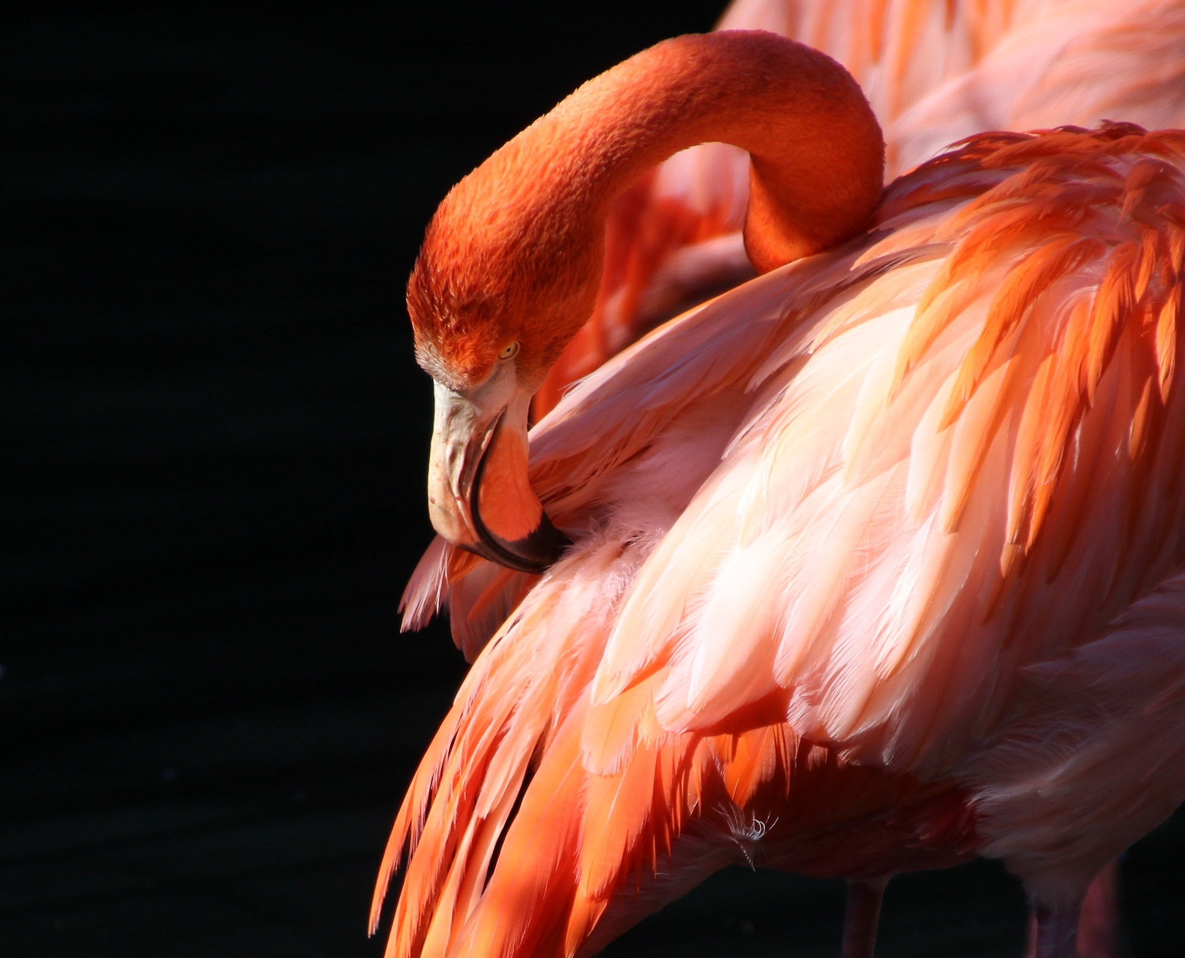 Flamingo