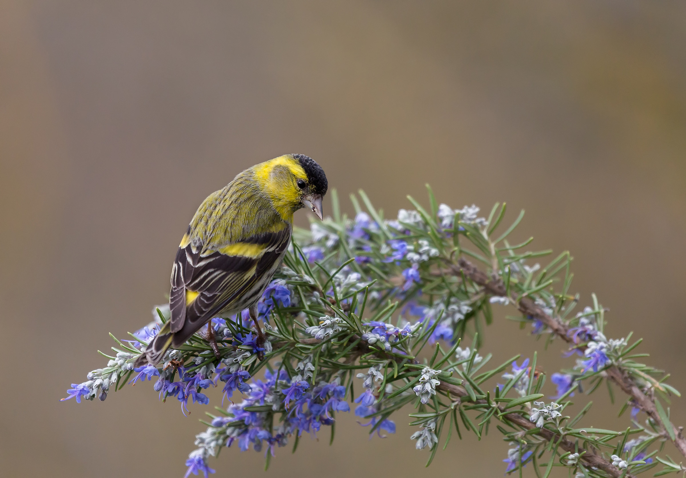 Siskin