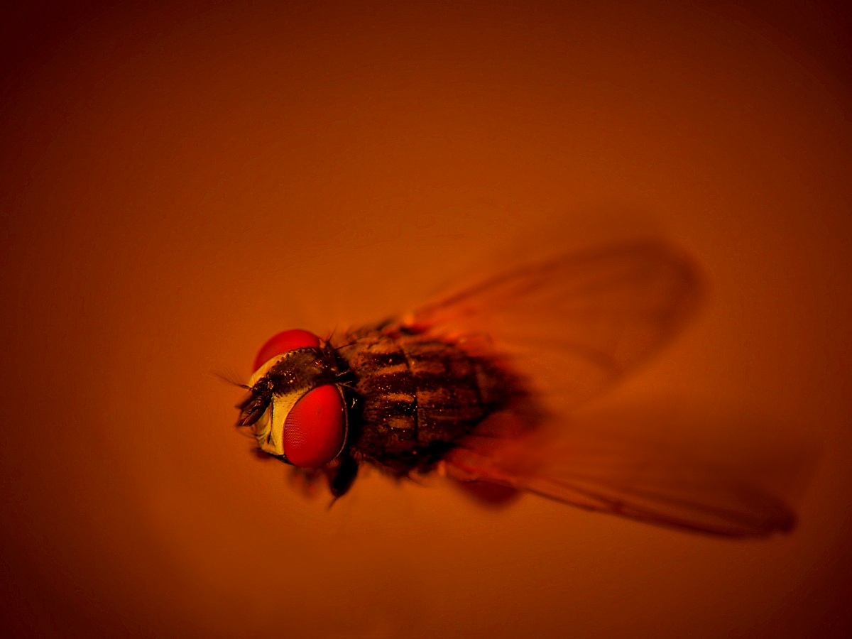 fly in red