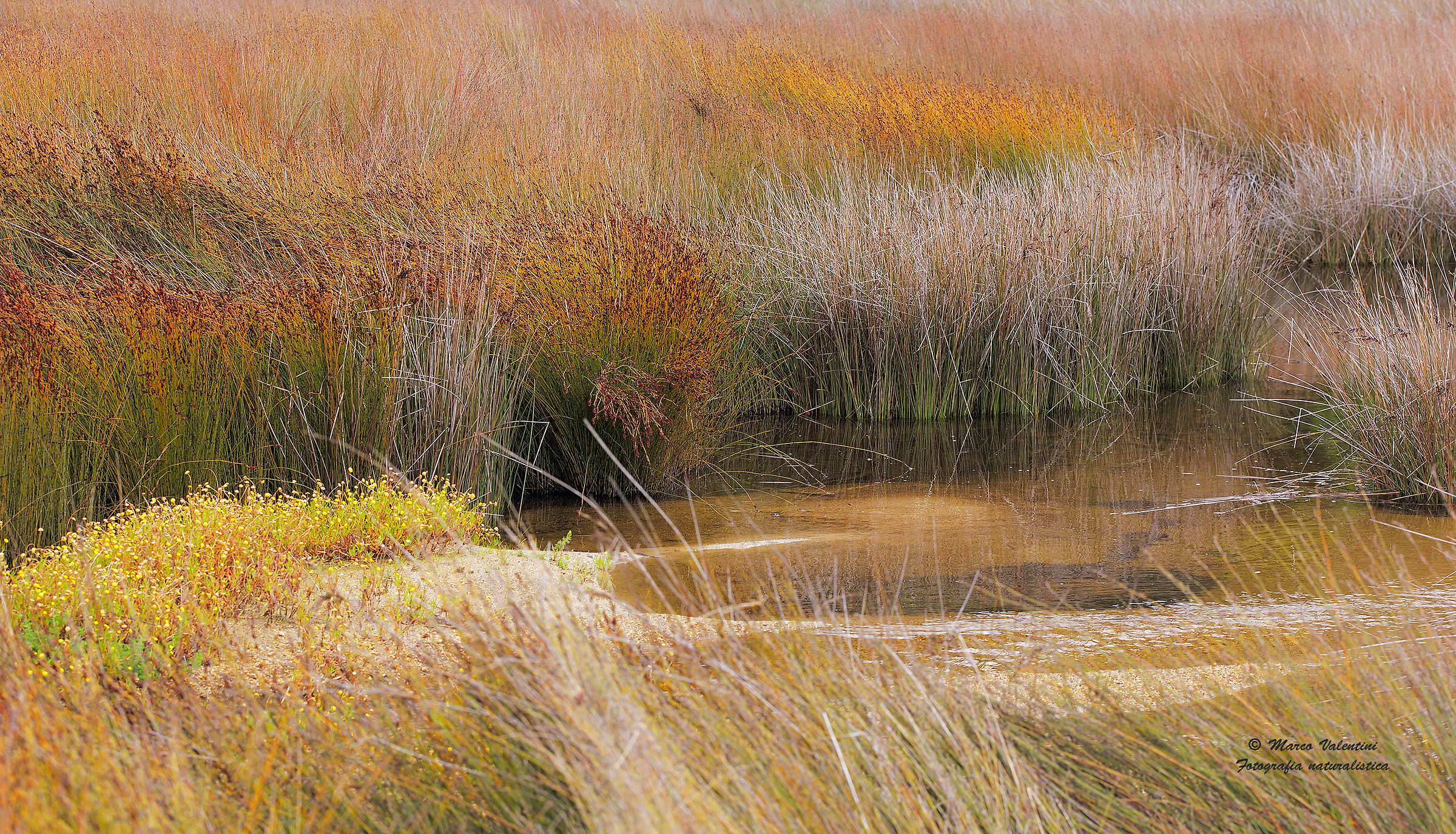 Color in the reeds