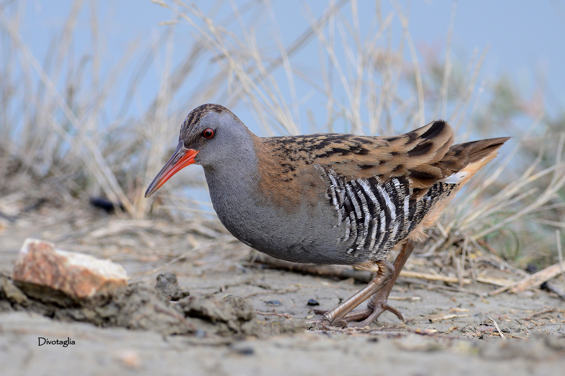 Sempre burbero l'aspetto del porciglione.
