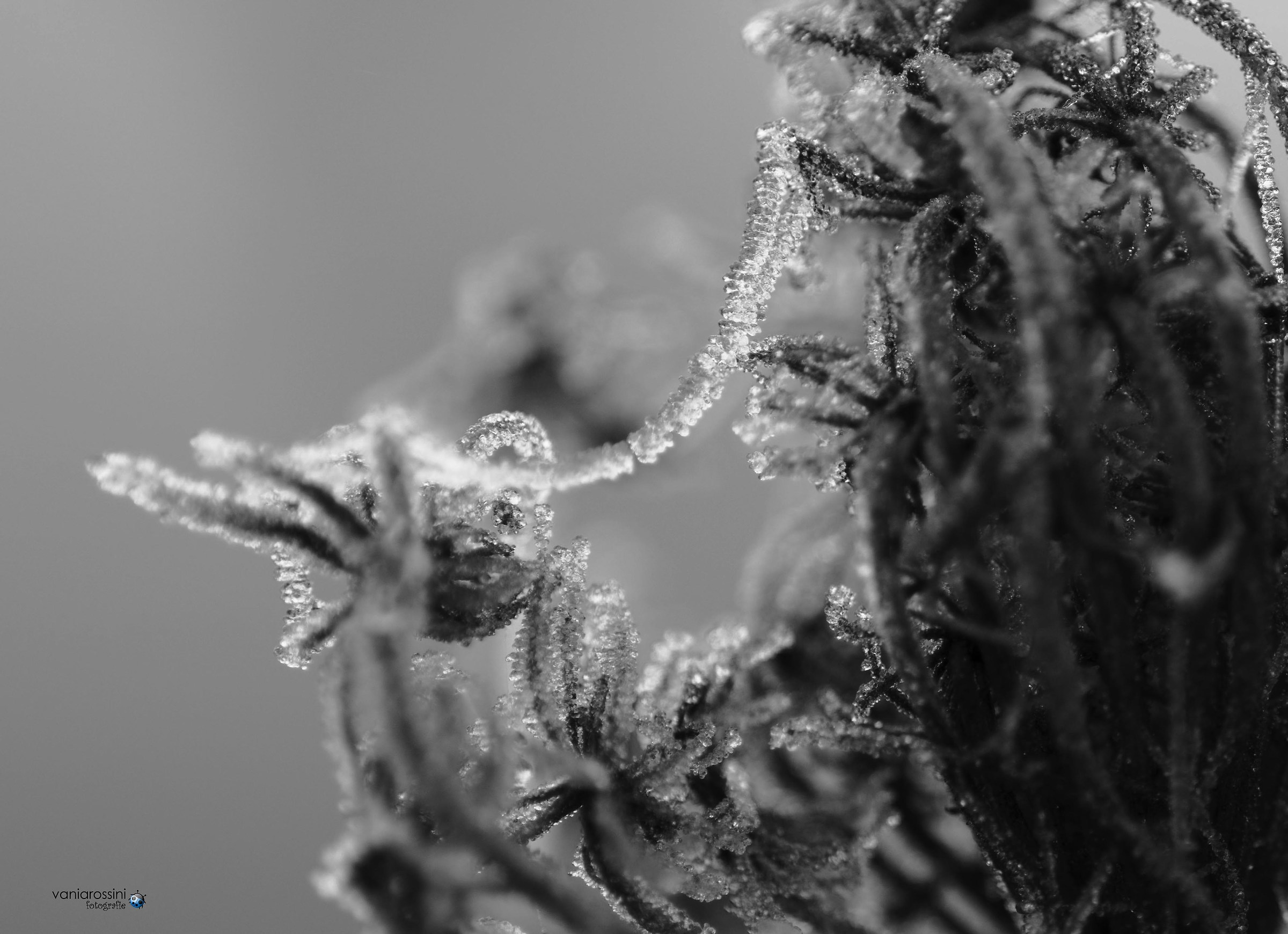 Frost in the branches