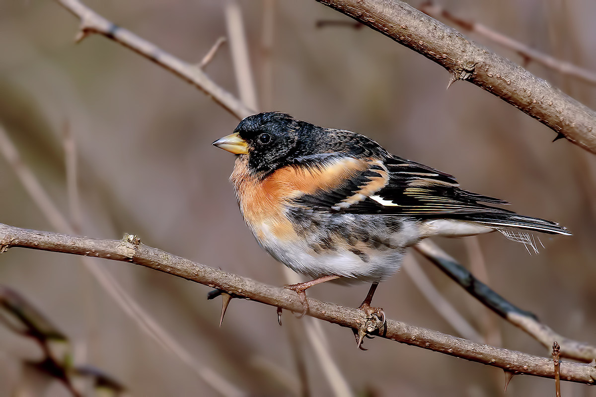 Brambling