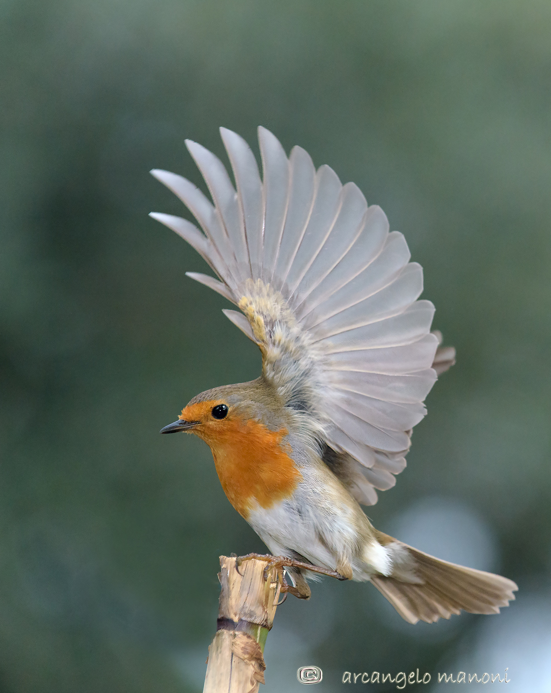 A robin who is believed a peacock