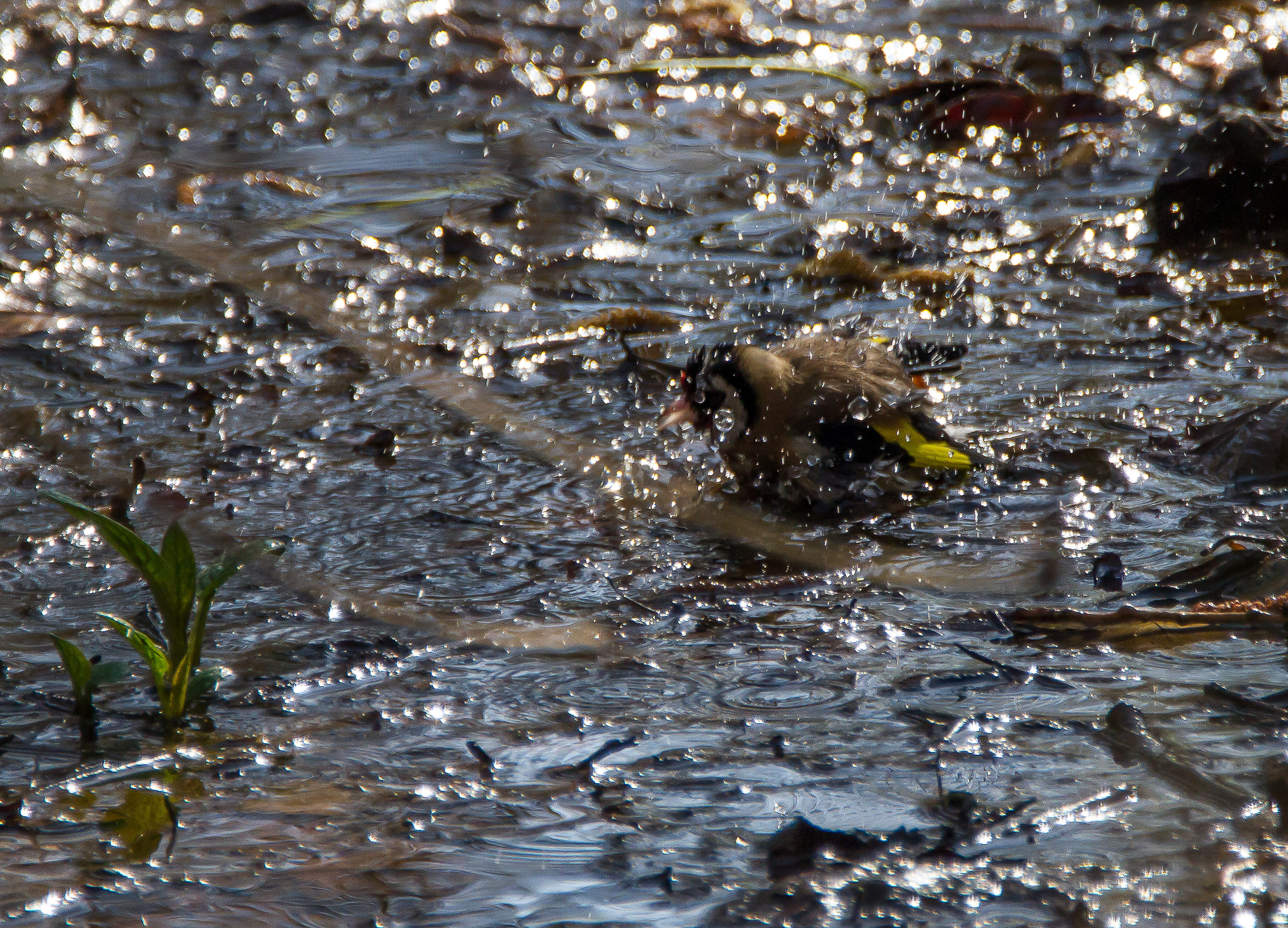 The bath of the Goldfinch