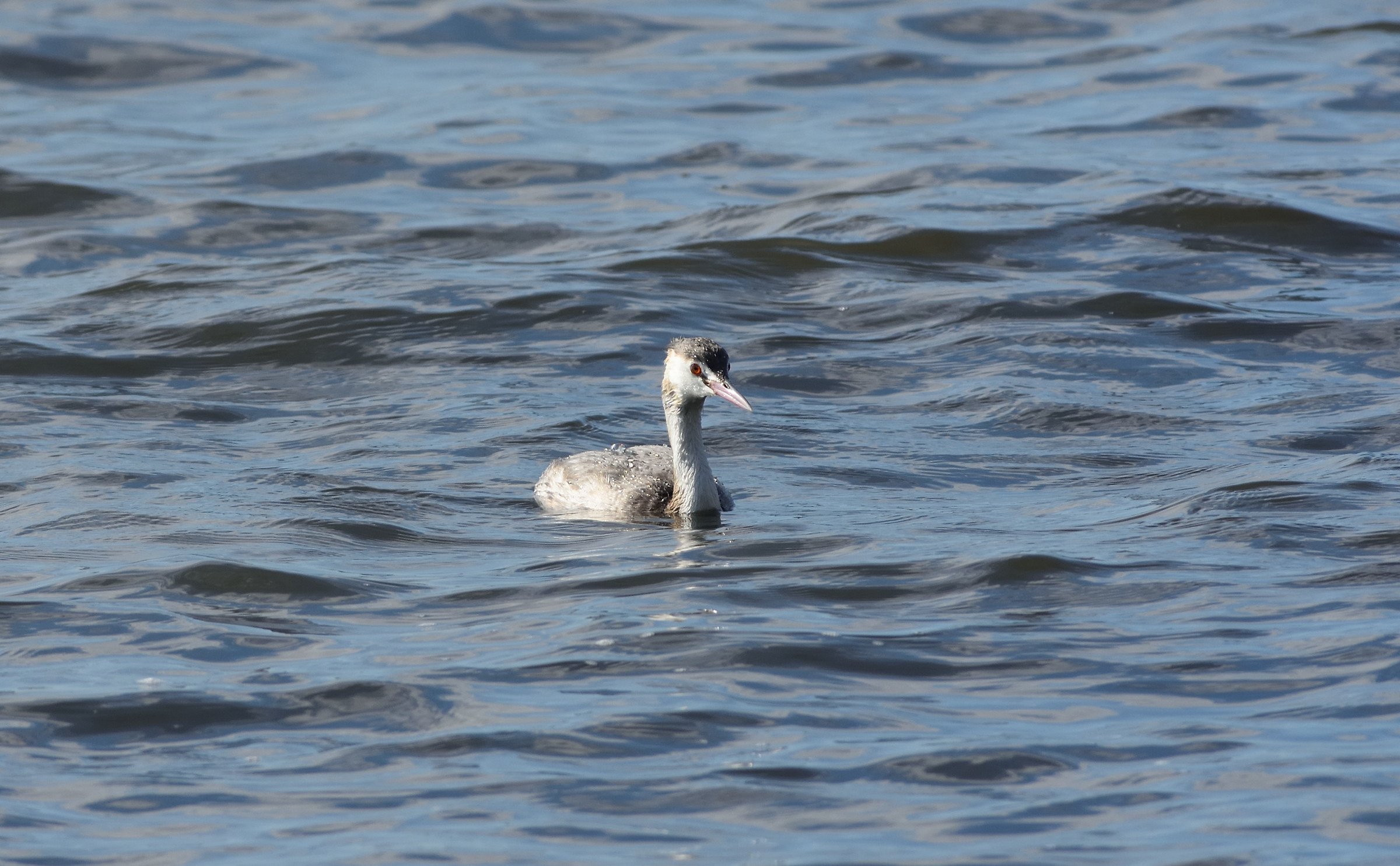 Little grebe