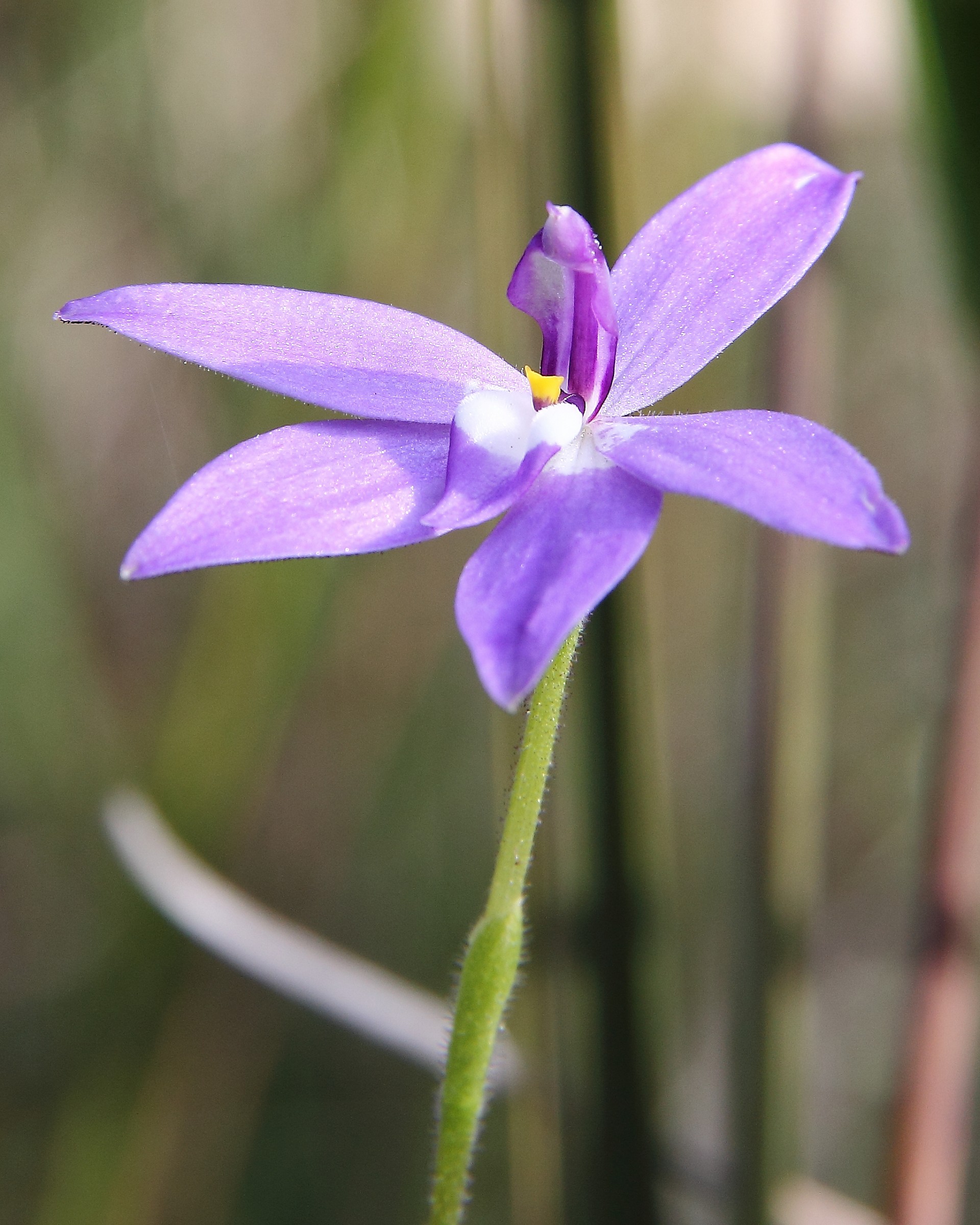 Wax-lip Orchid ( Australian Native )