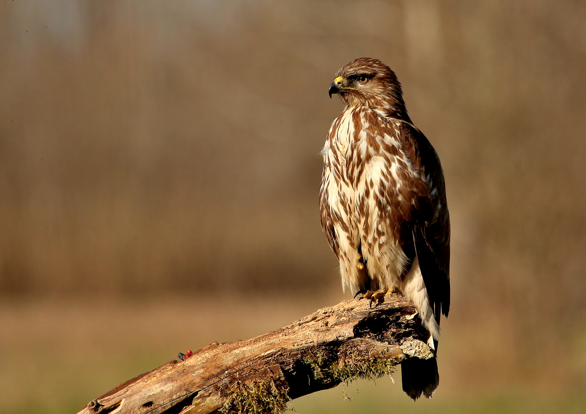 Buzzard