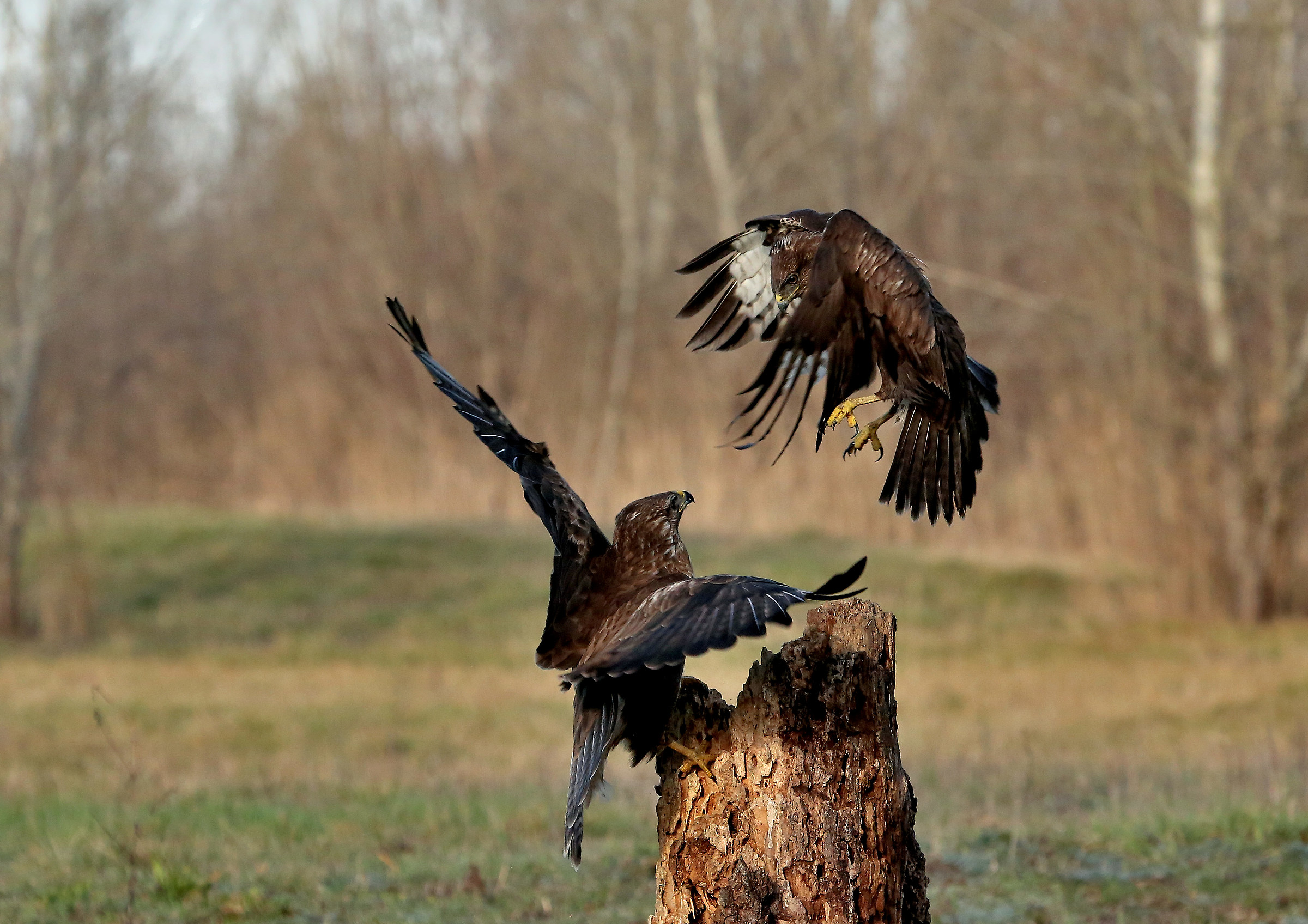 Attack of buzzards