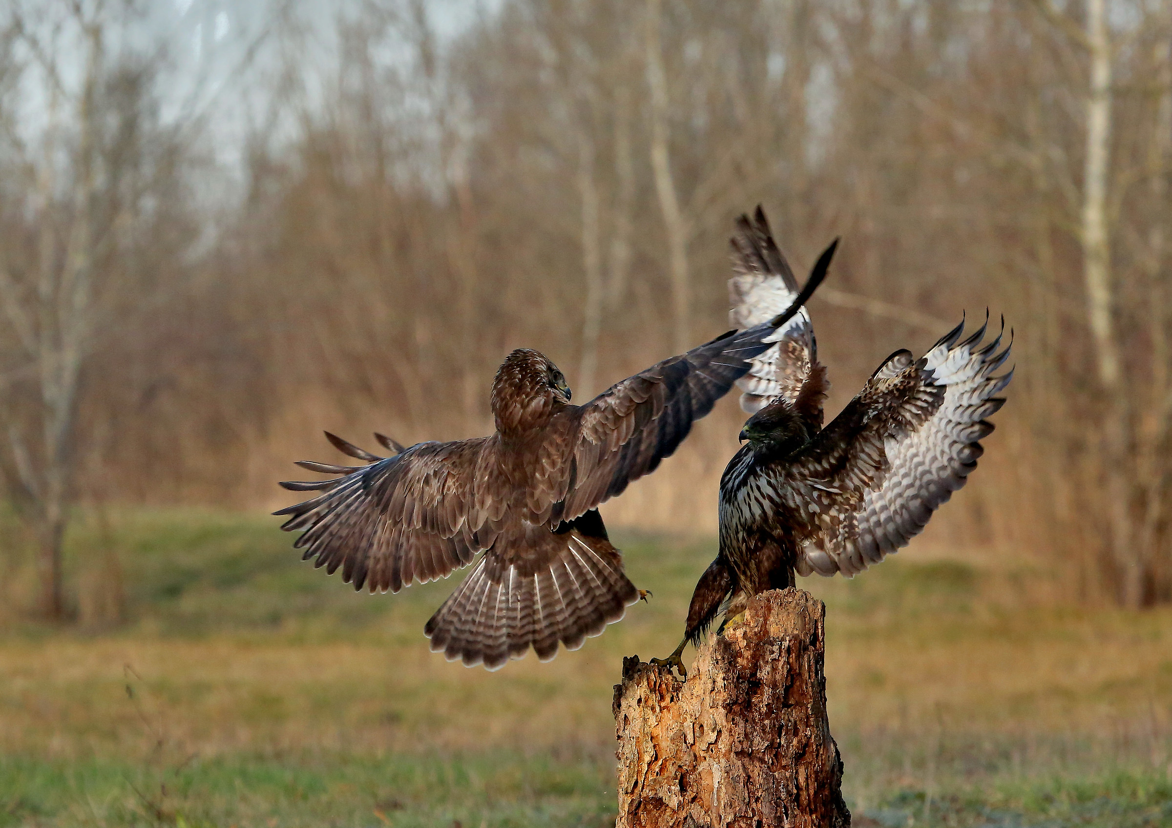 Overtaken it buzzards