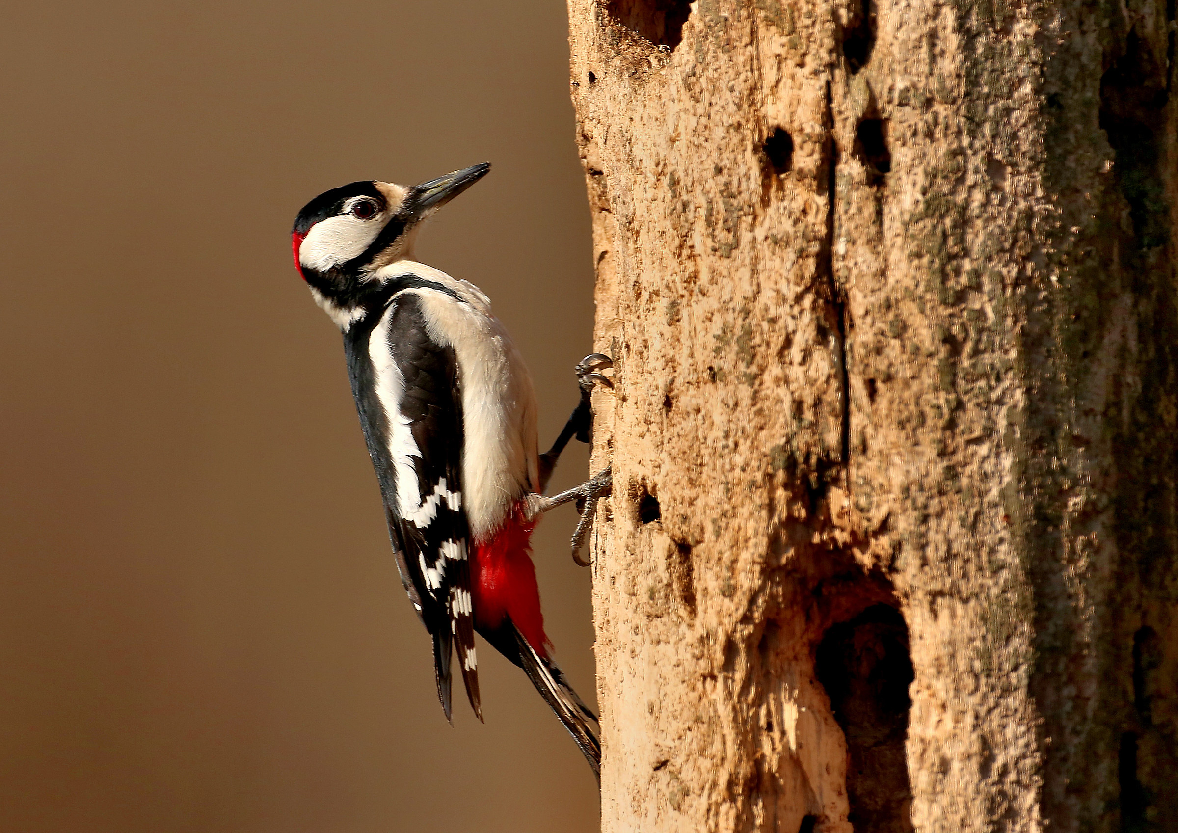 Spotted woodpecker