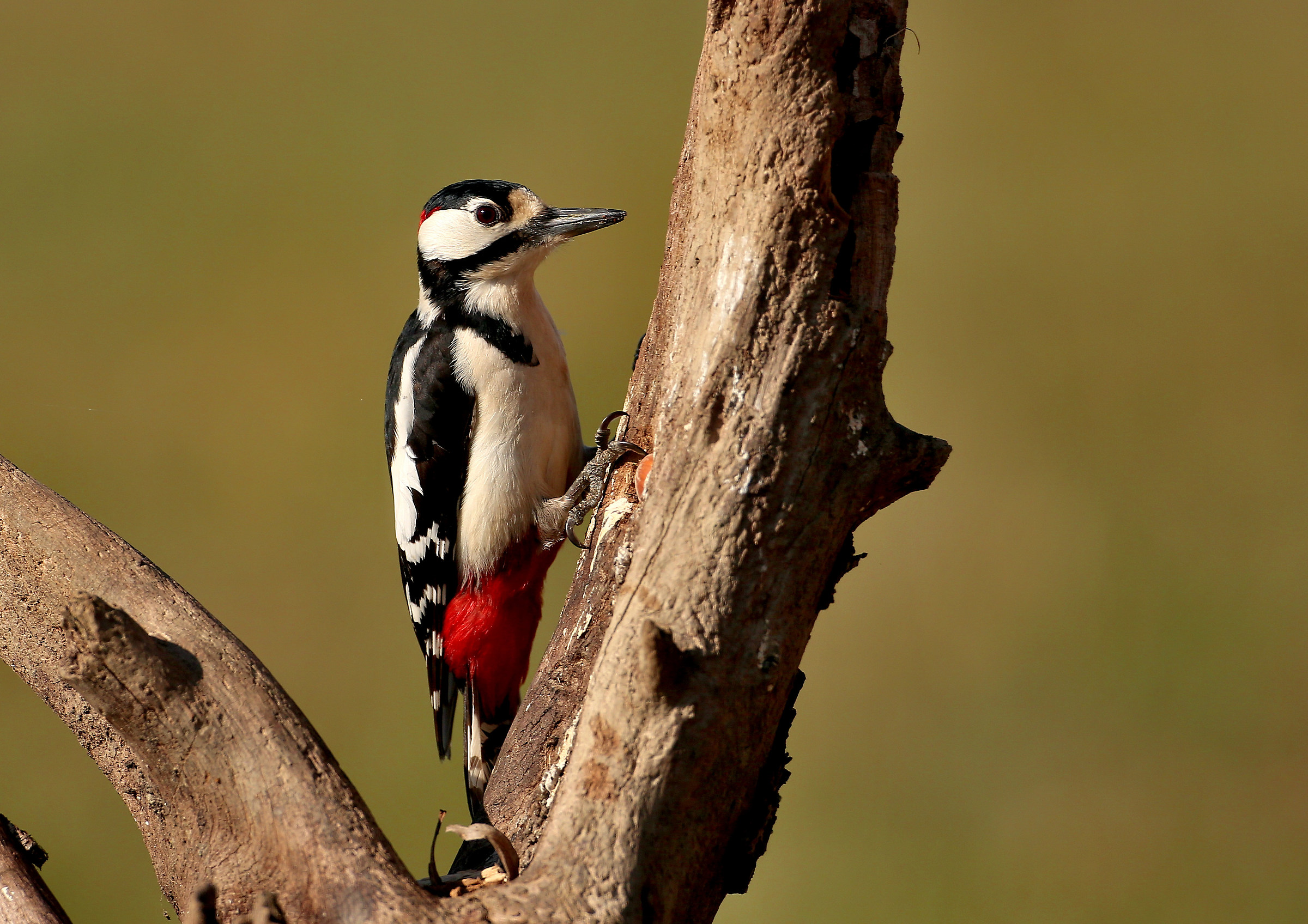 Spotted woodpecker
