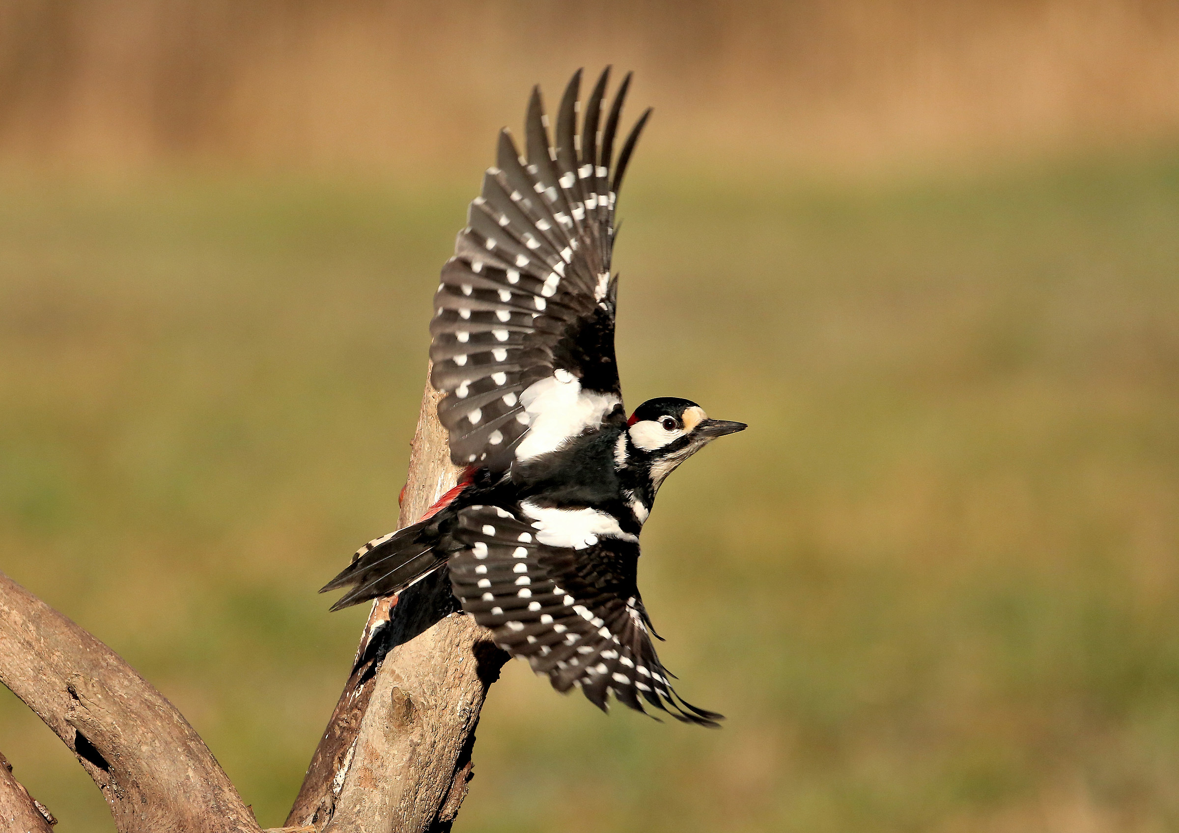 Woodpecker in flight