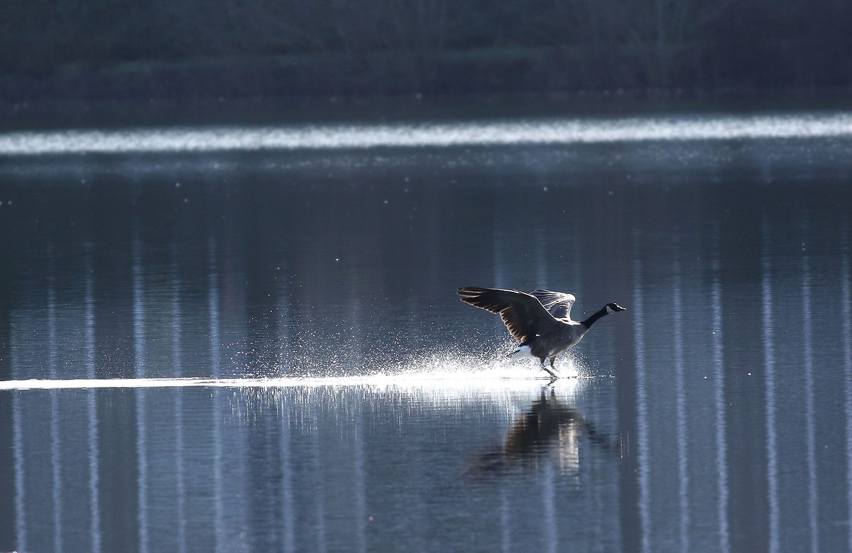 Sci d'acqua senza una barca