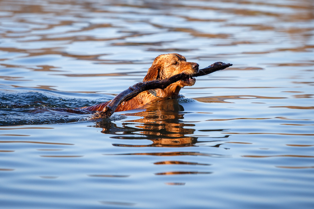 Golden retriever, lago Trasimeno
