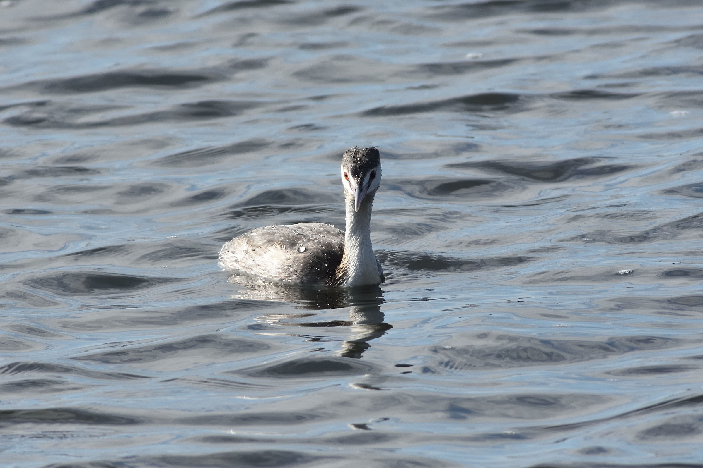 Crested grebe in front