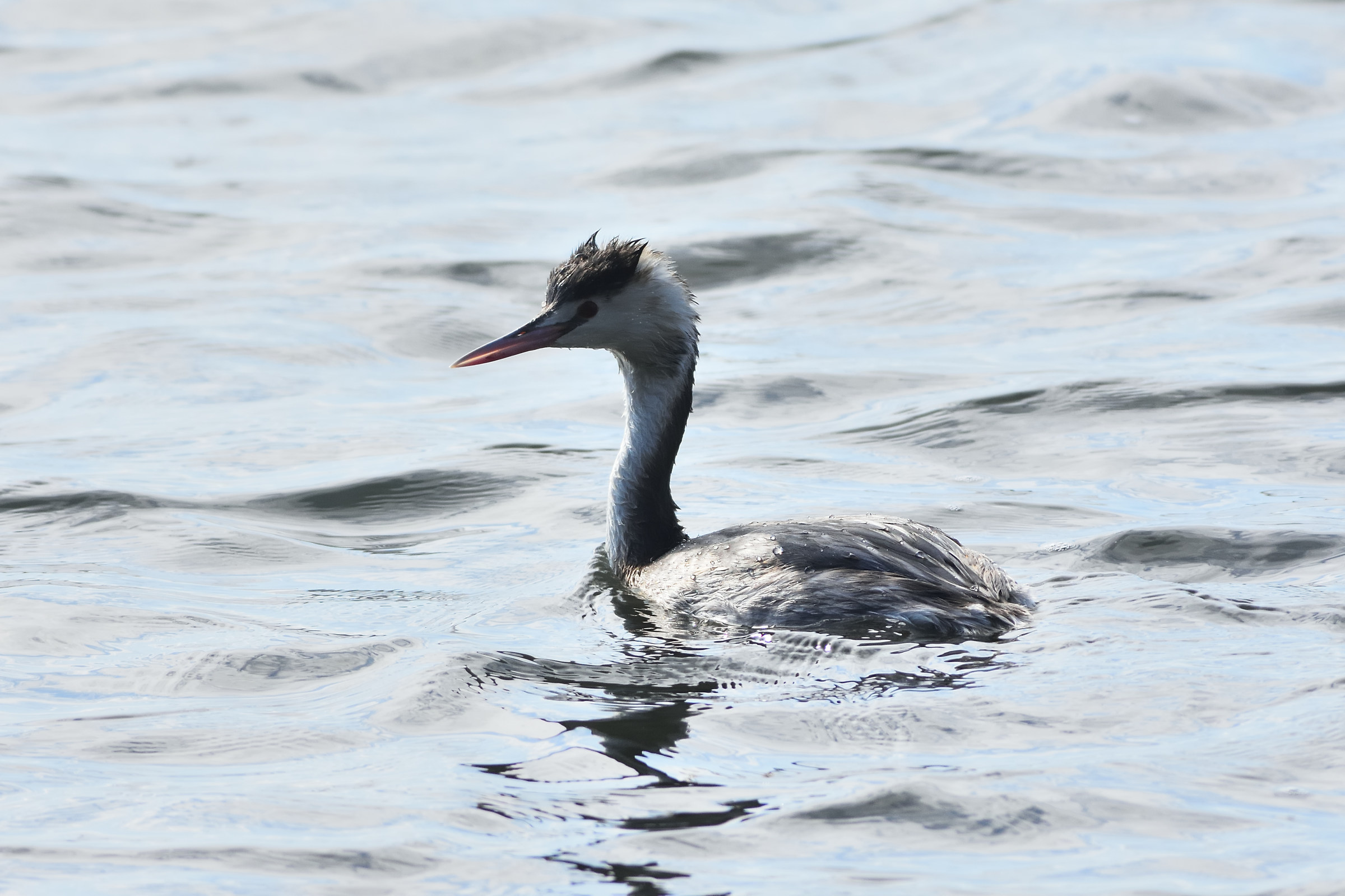 Grebe profile