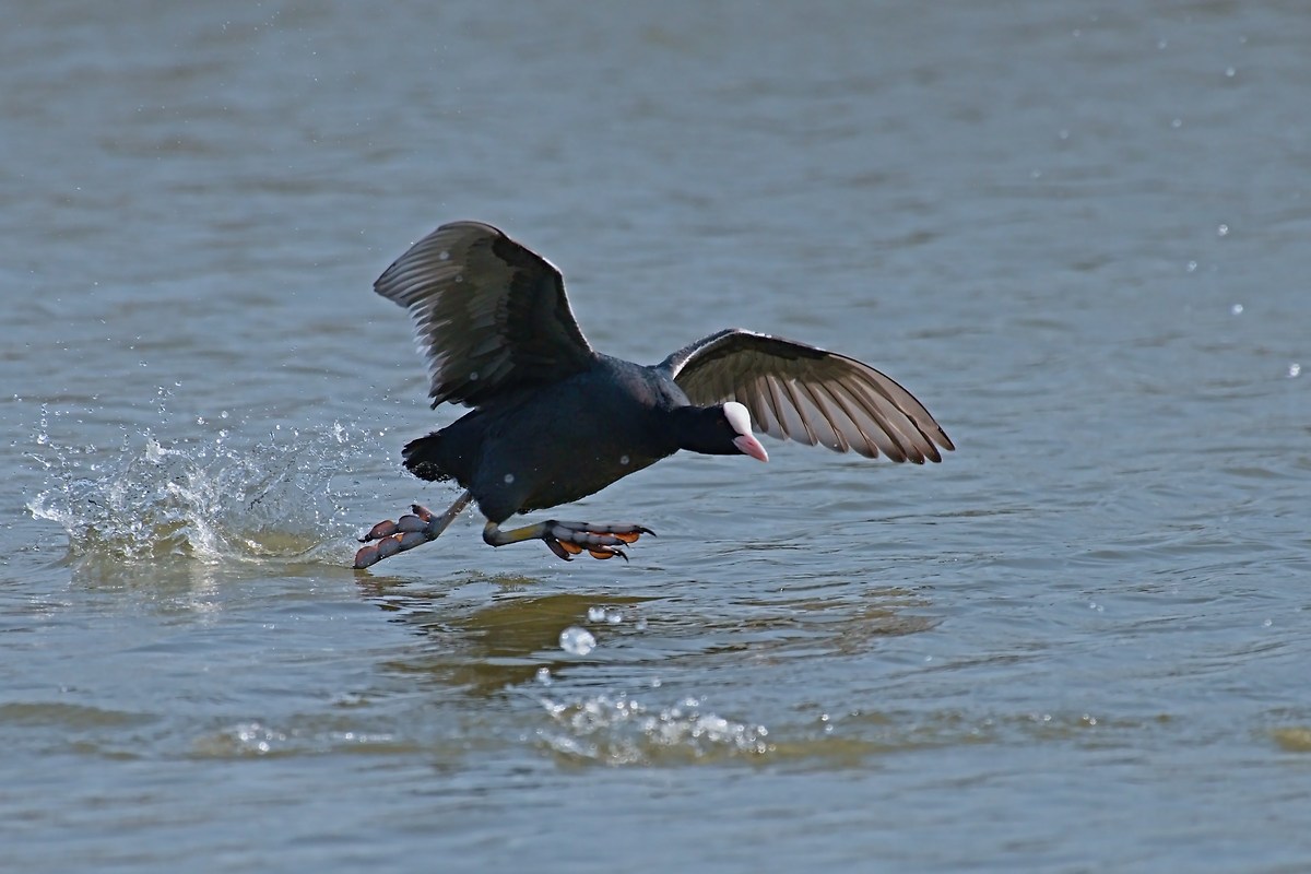 The fury of the Coot