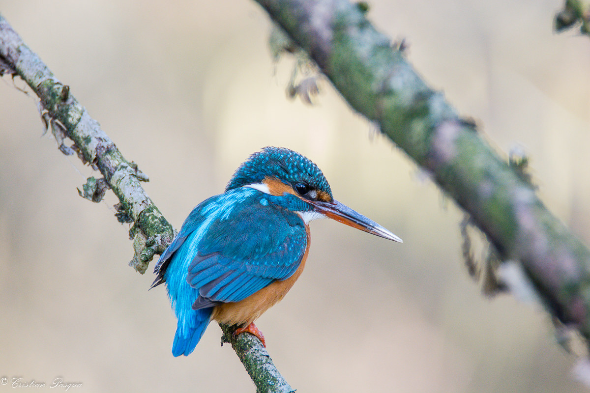 Martin Pescatore femmina