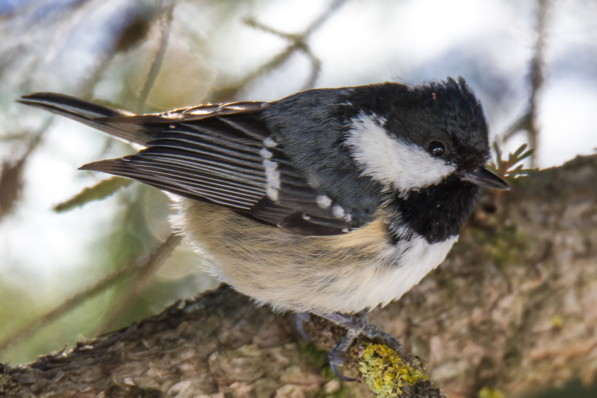 coal tit