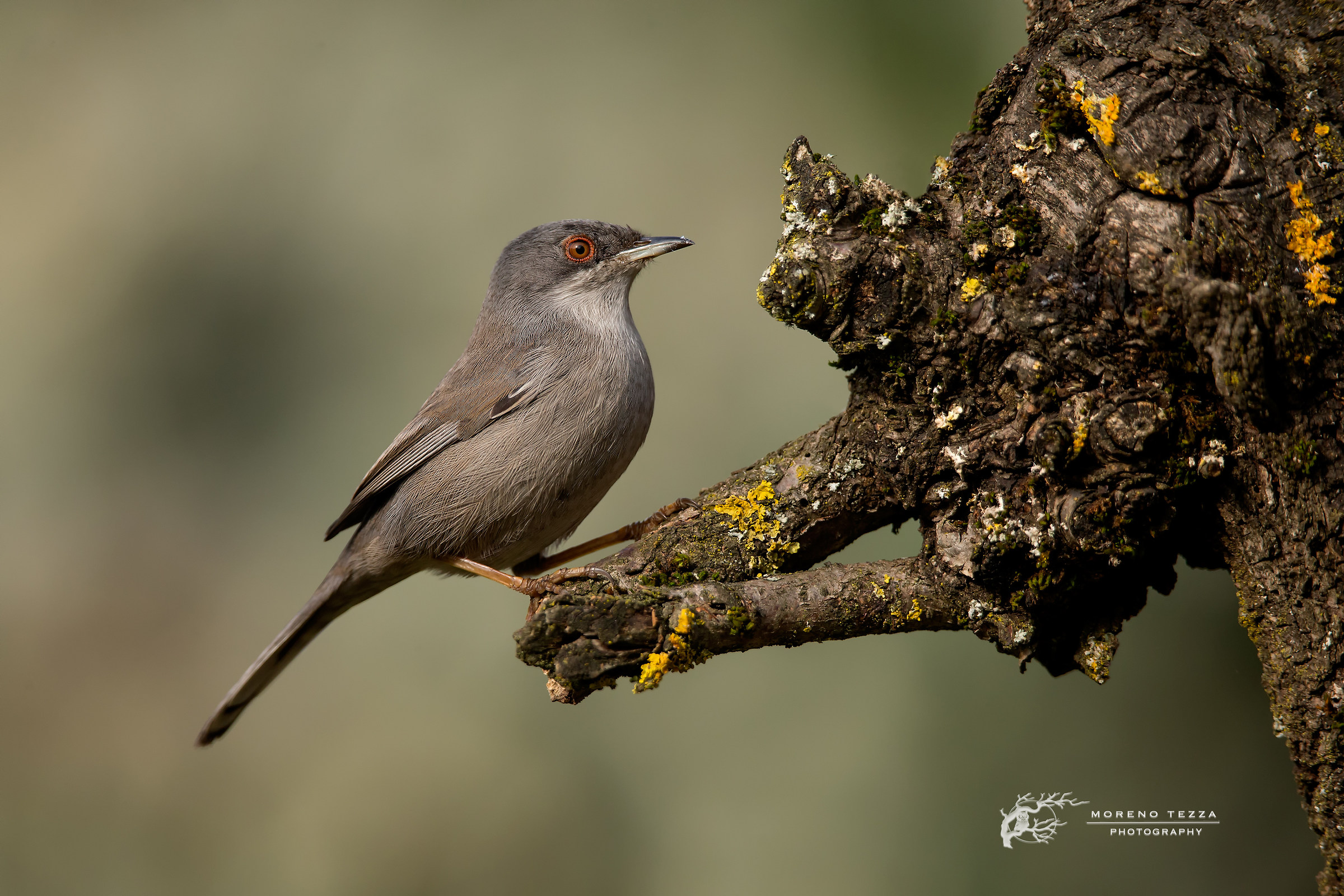female warbler