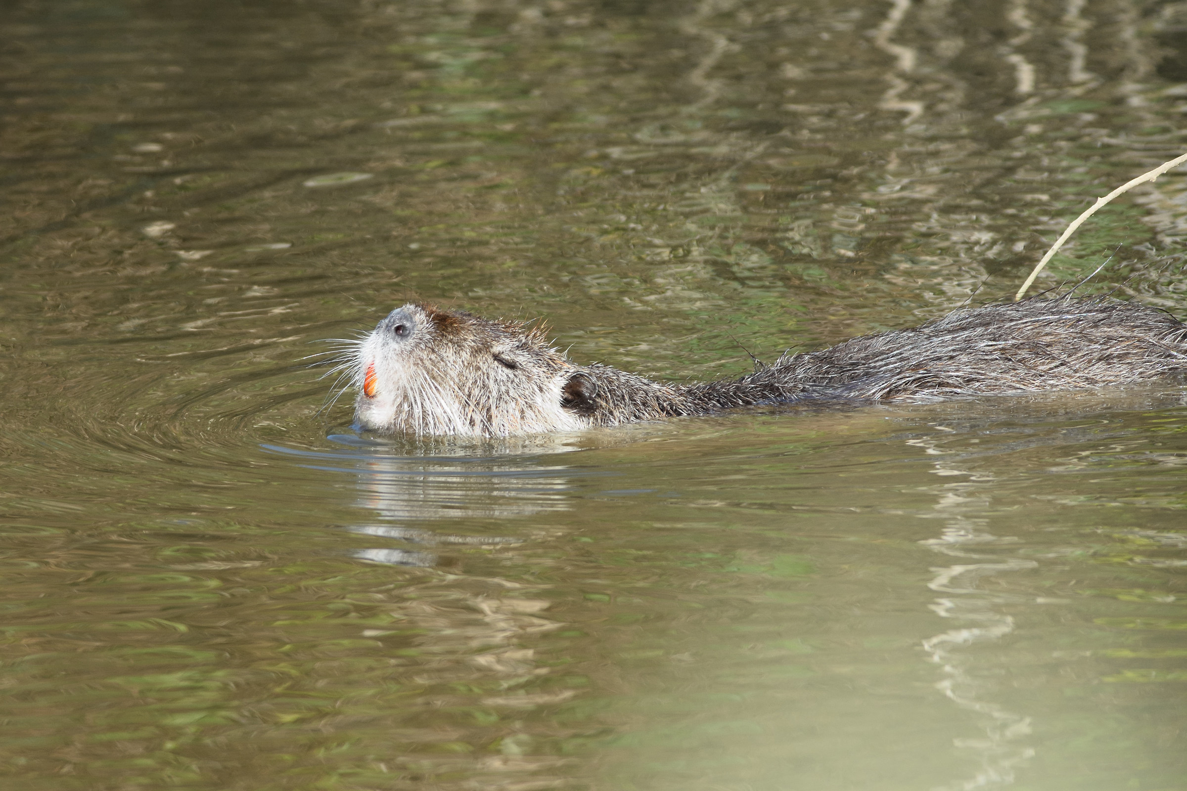 Nutria