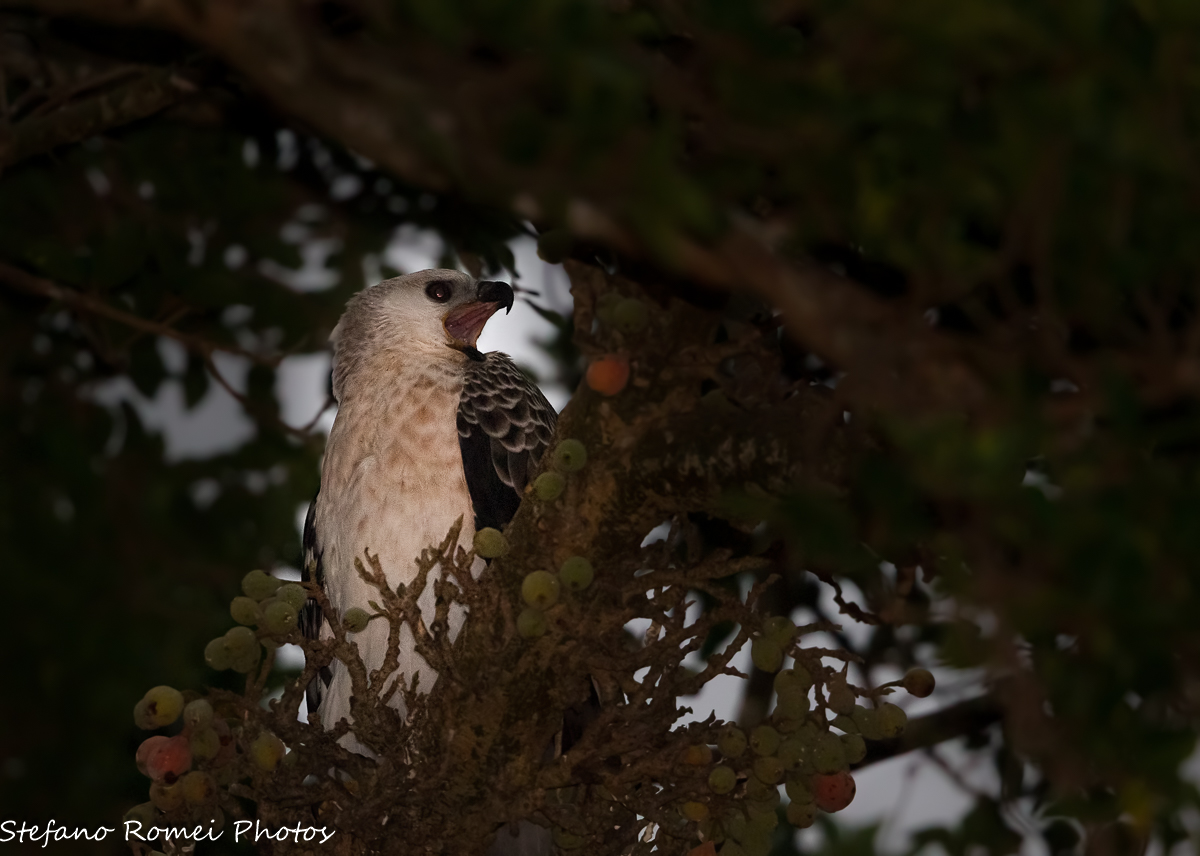 a dream in half, crowned eagle