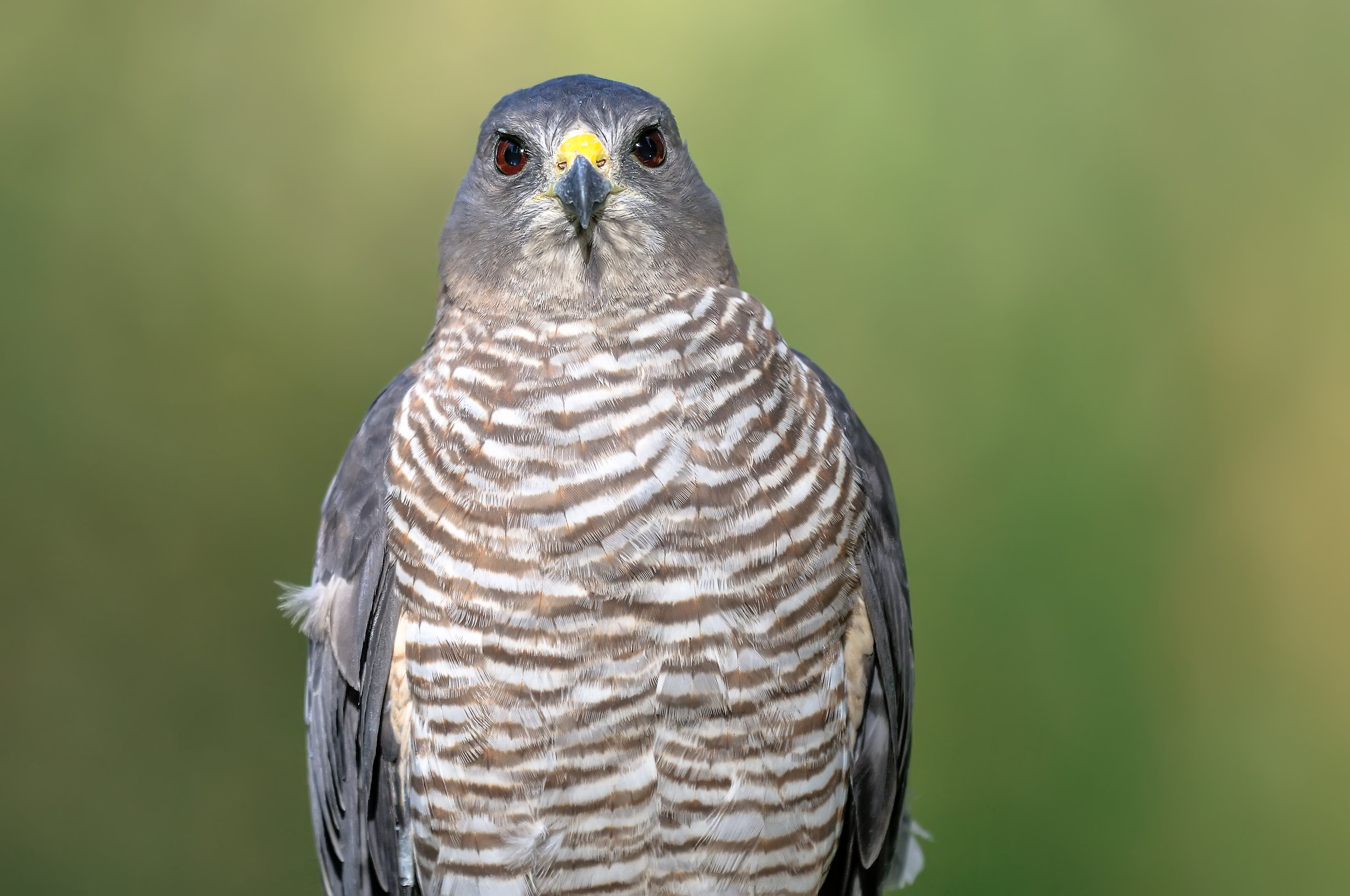 Levant brevipes Sparviere / Accipiter