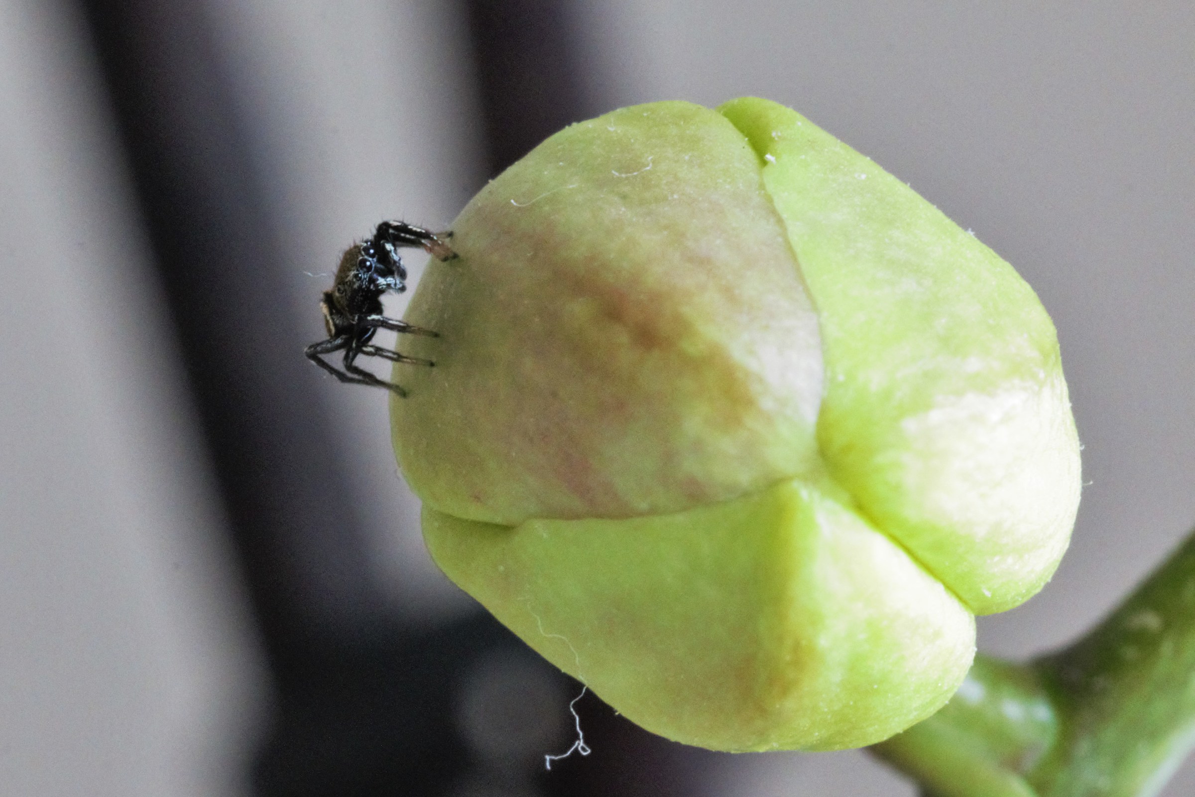 Spider on orchid blossom
