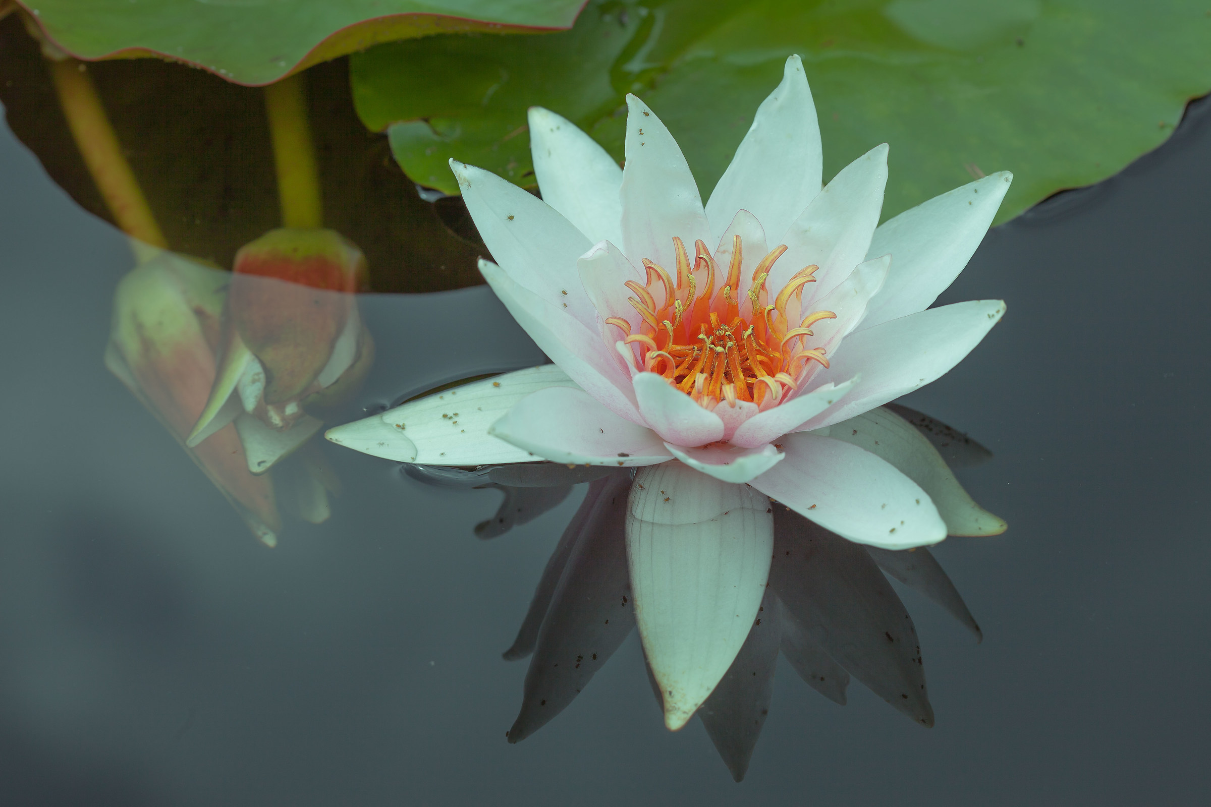 waterlily