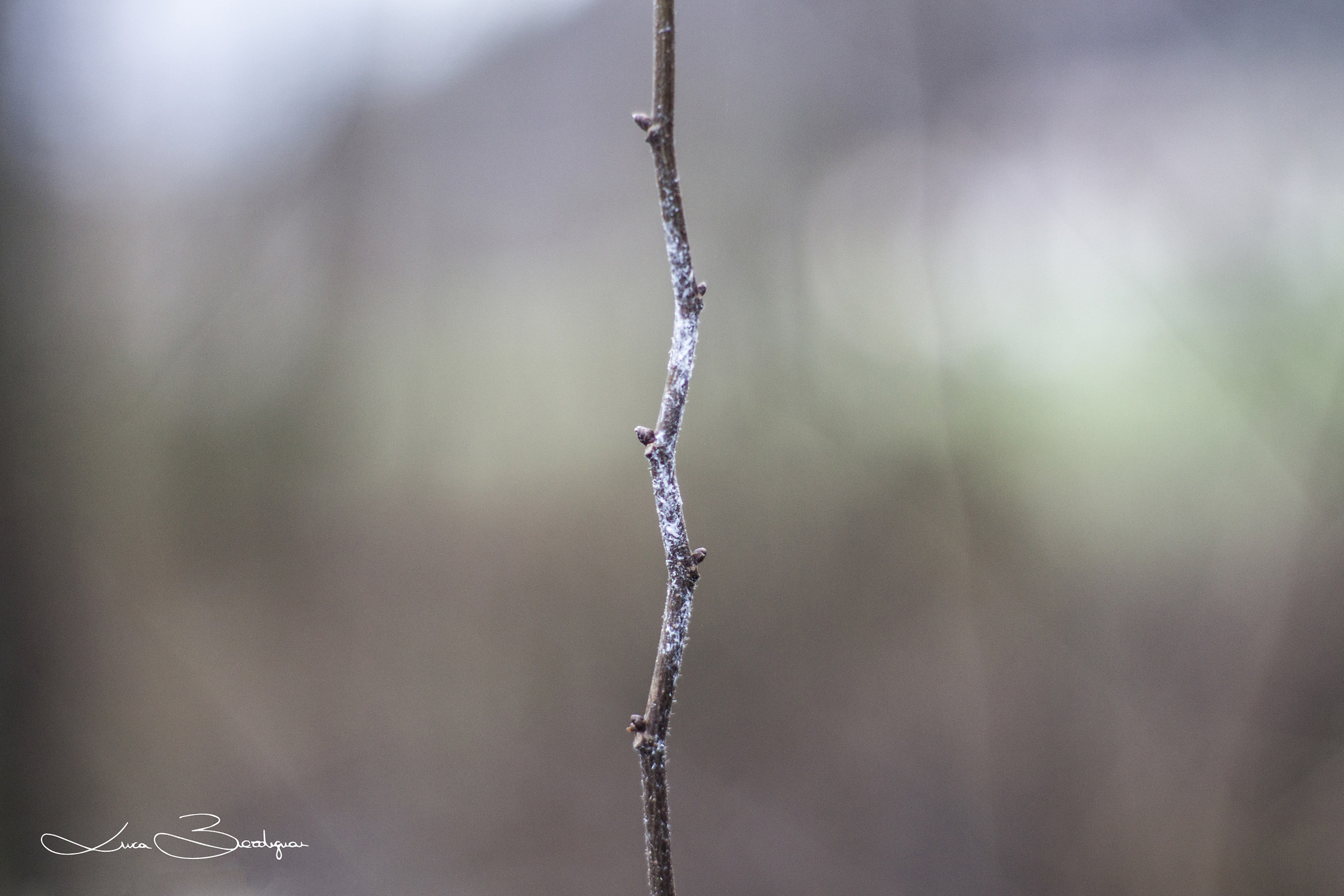 White branch