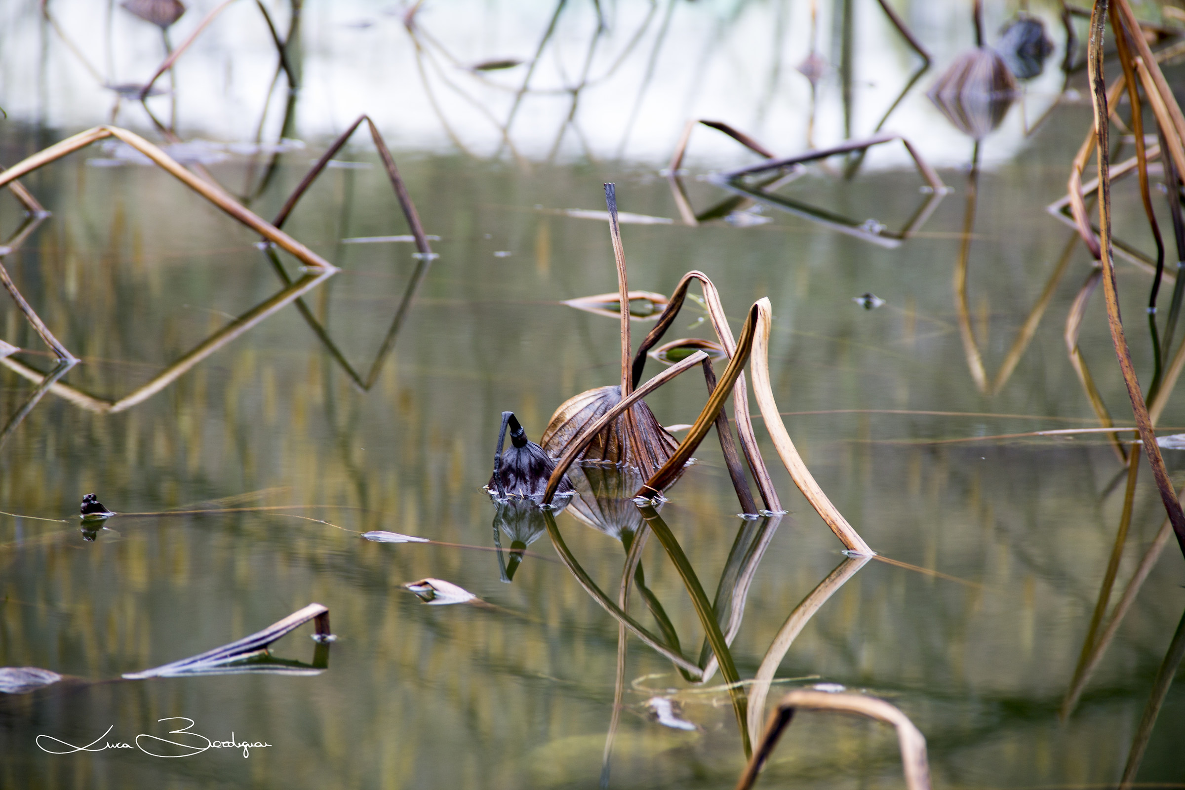 Serenity in the pond