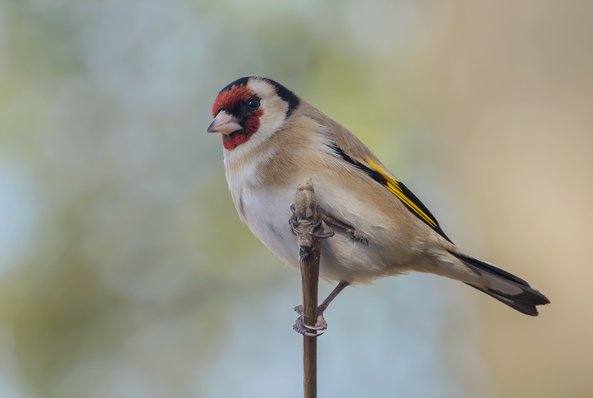 the return of the Goldfinch
