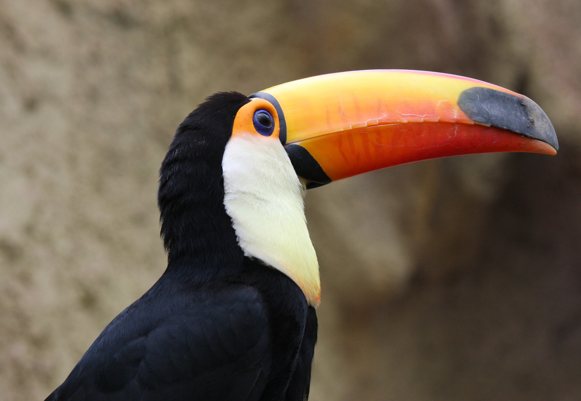 toucan